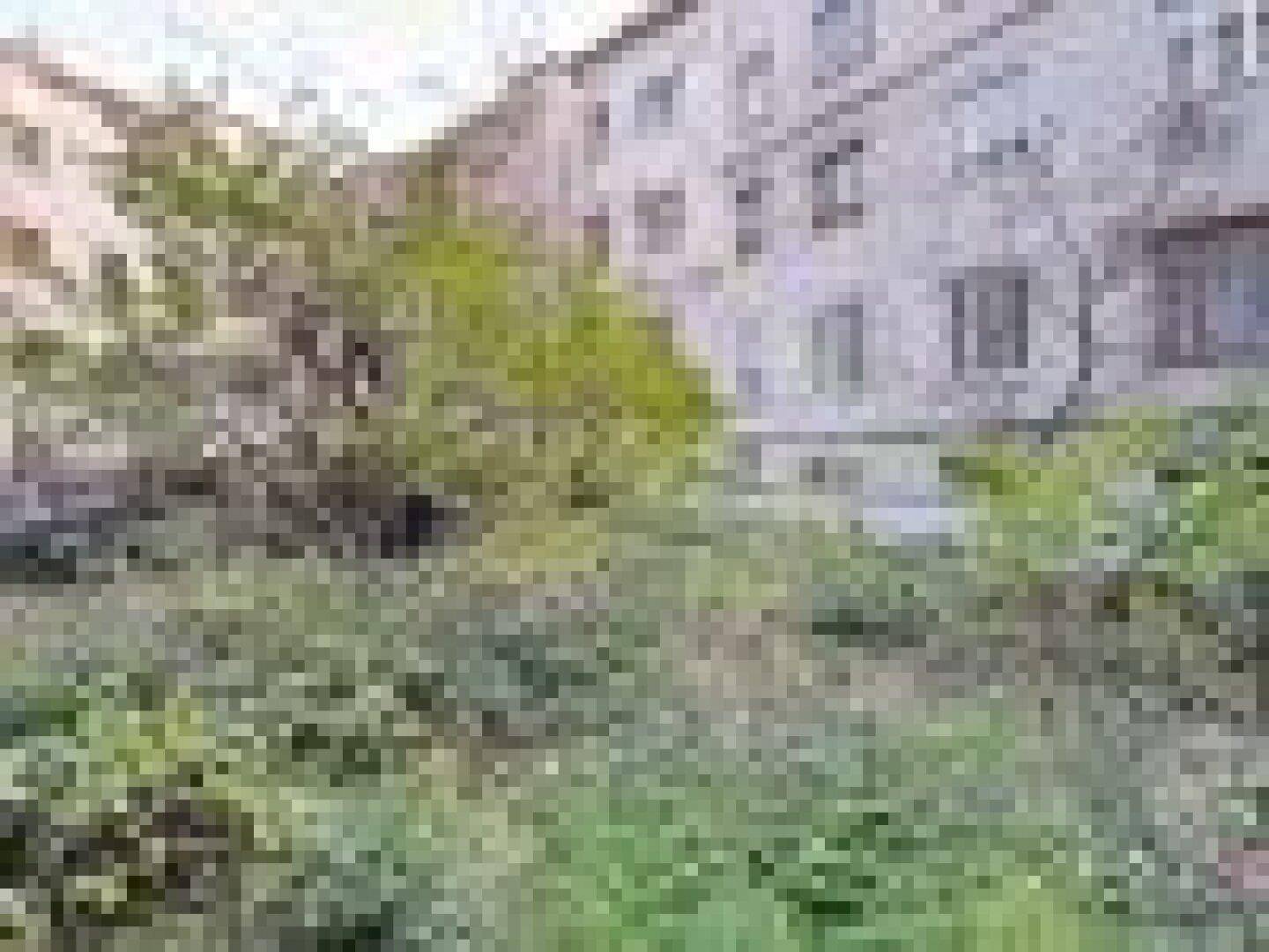 Verwilderter Gartenbereich mit üppigem Grün und Gebäuden im Hintergrund, bietet Potenzial.