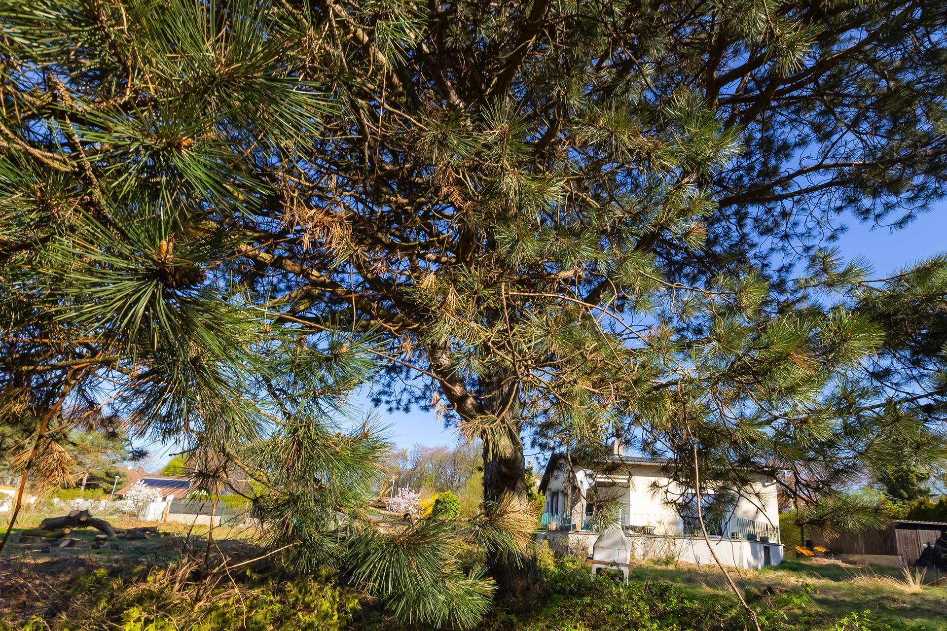 Sonniger Baugrund mit Bestandshaus am Riederberg | 2 Parzellen gesamt | 378.000 € - Ansicht 5