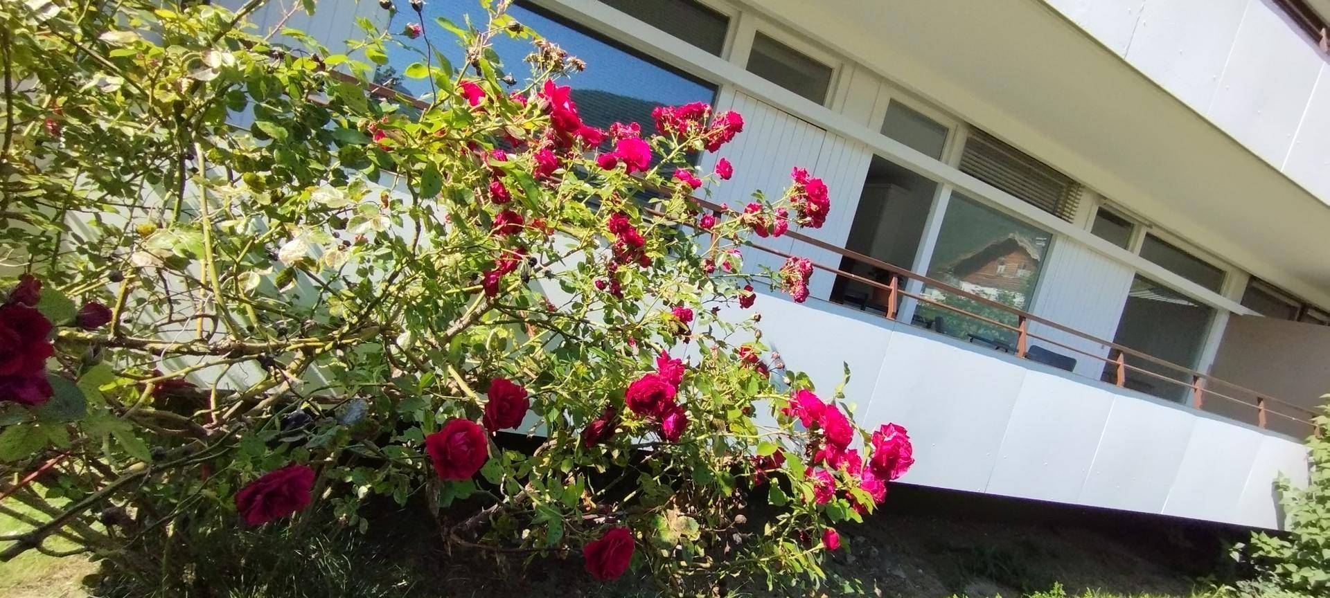 Gebäudefassade mit Balkonen, umrahmt von einem lebhaften Rosenstrauch in voller Blüte.