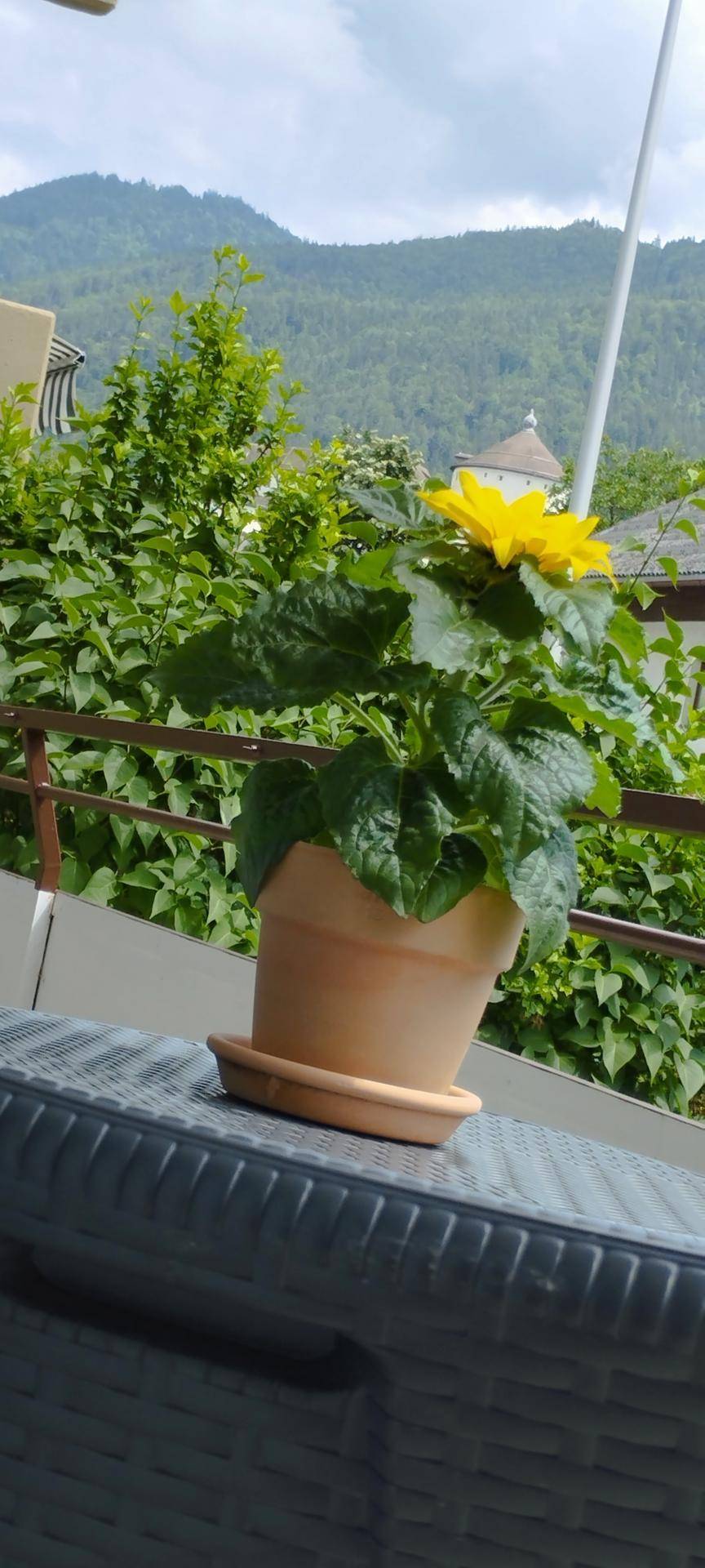 Balkon mit Topfpflanze und weitem Blick auf die Berge.