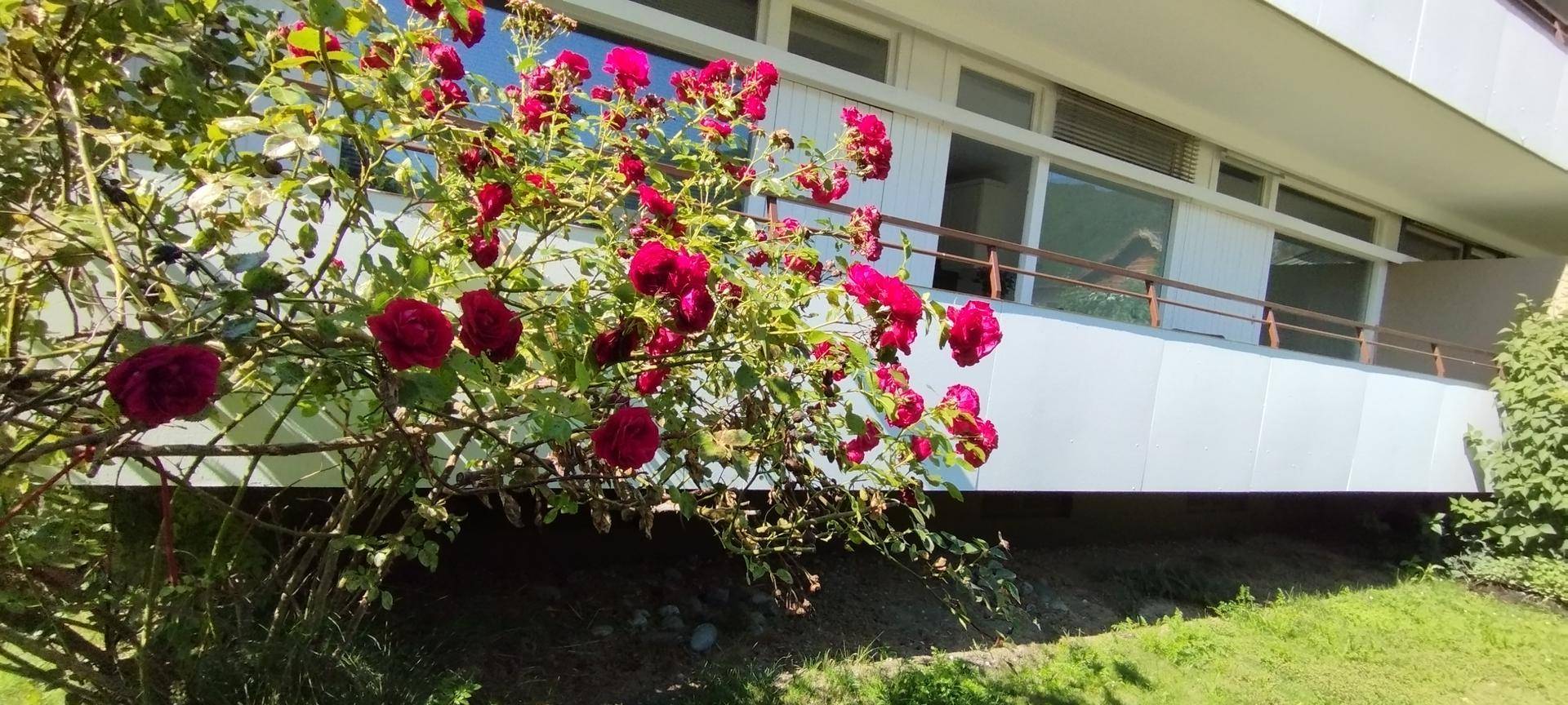 Gebäudefassade mit Balkonen, teilweise verdeckt von einem blühenden Rosenstrauch im Vordergrund.