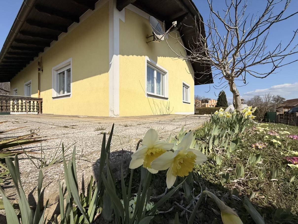 Nahaufnahme von blühenden Narzissen im Garten mit der Hausfassade und einer gepflasterten Fläche im Hintergrund.