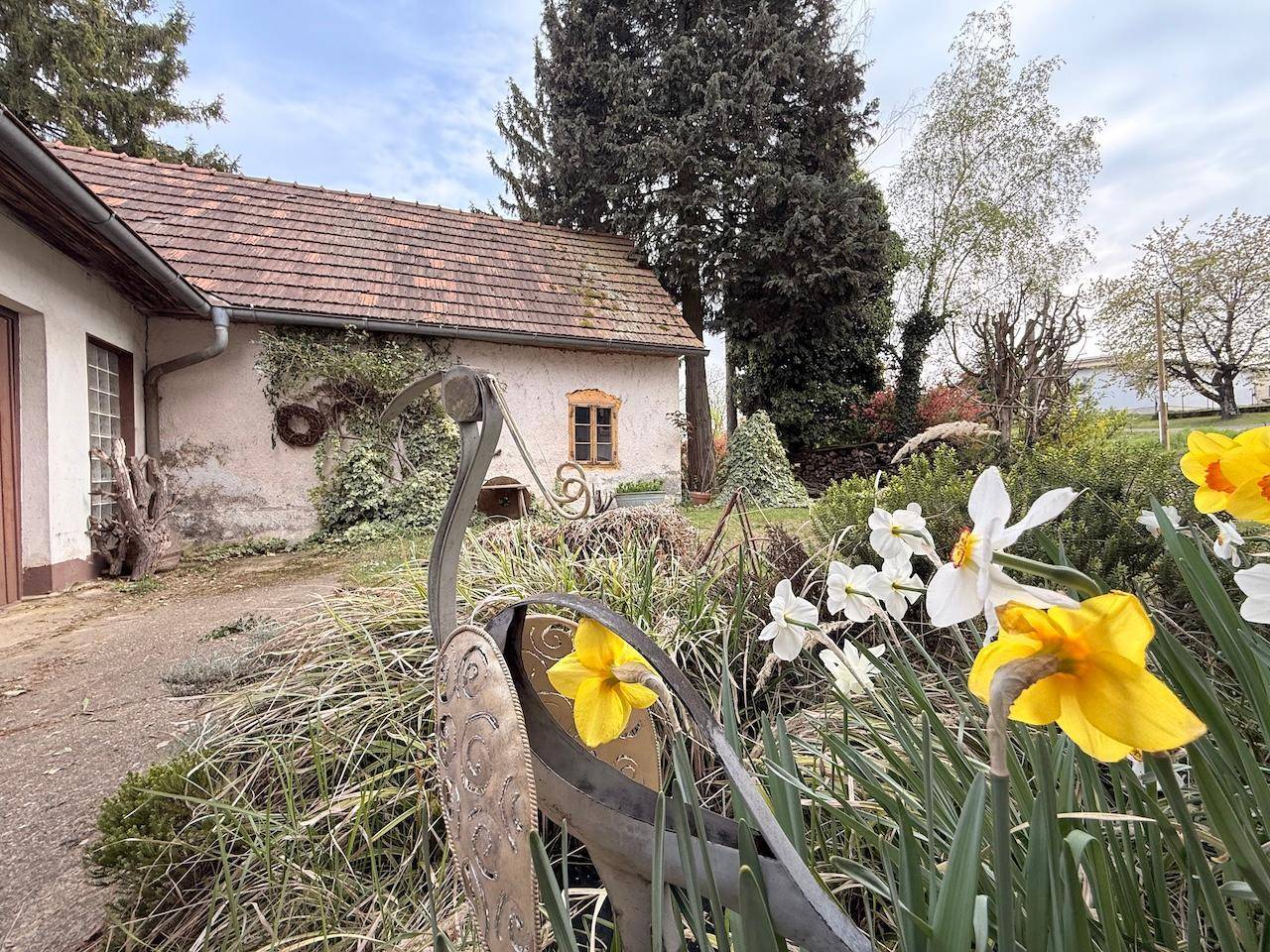 Blühender Gartenbereich mit Narzissen und einer dekorativen Metallfigur im Frühling.
