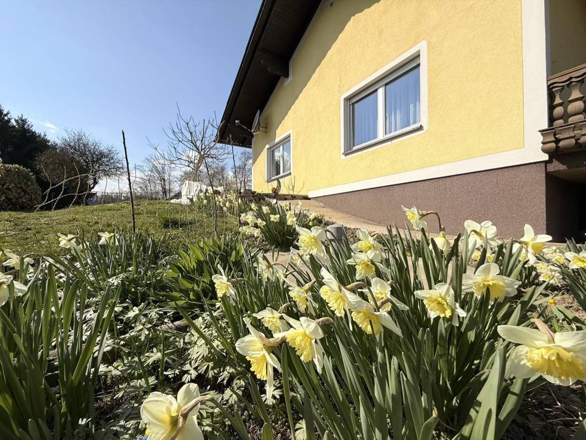 Blühende Narzissen im Garten mit der gelben Hausfassade und einer gepflasterten Terrasse im Hintergrund.