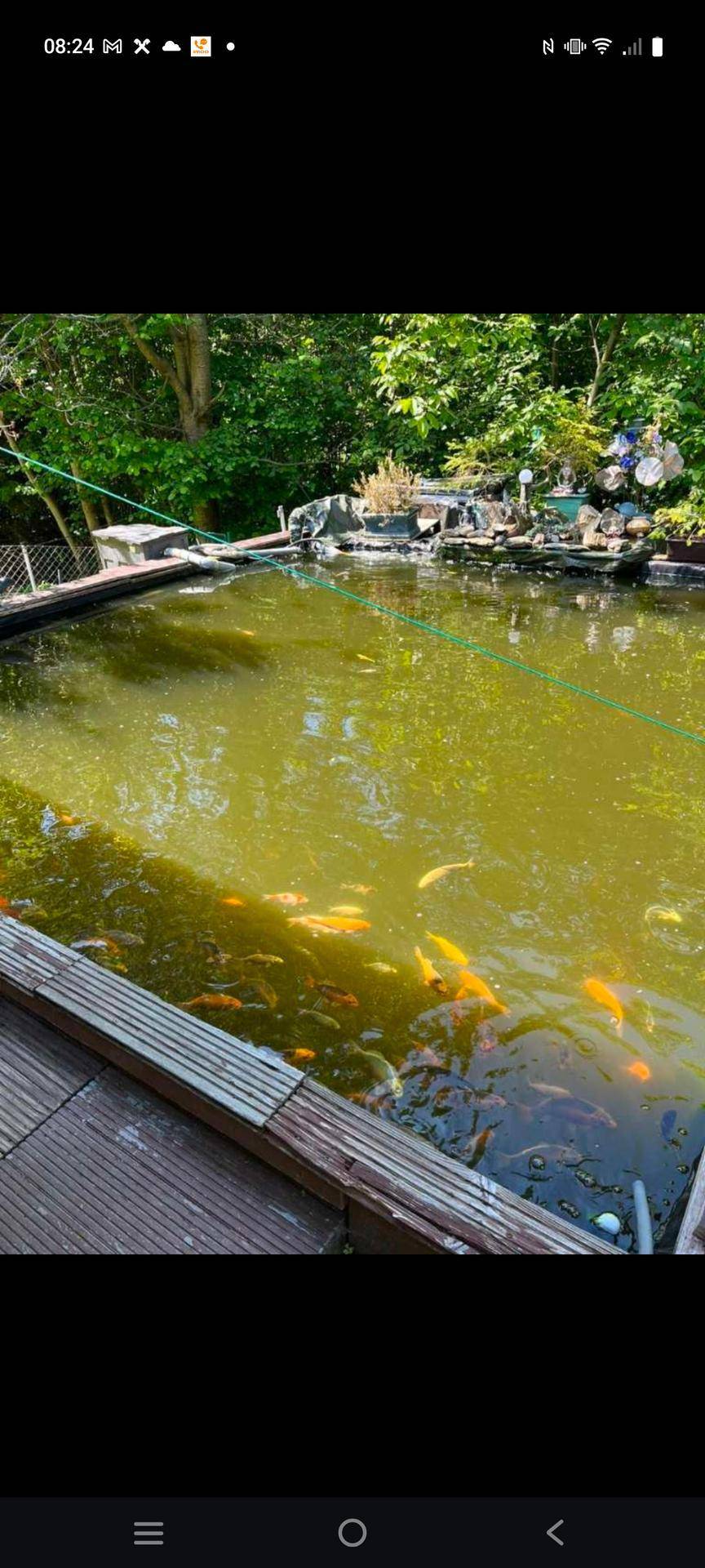 Großer Gartenteich mit vielen Koi-Fischen, umgeben von Holzdeck und üppigem Grün.