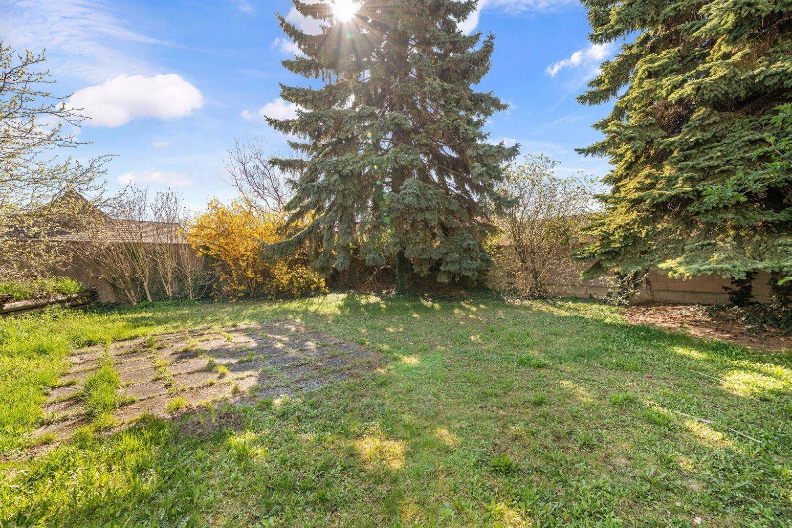Sonniger Gartenbereich mit Rasen, großen Bäumen und viel Potenzial zur Gestaltung.