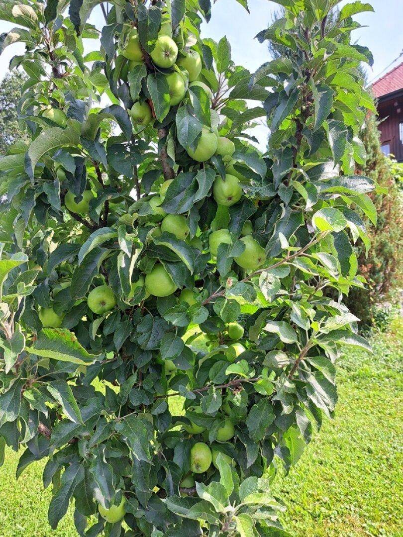 Nahaufnahme eines Apfelbaums mit vielen grünen Äpfeln im Garten.