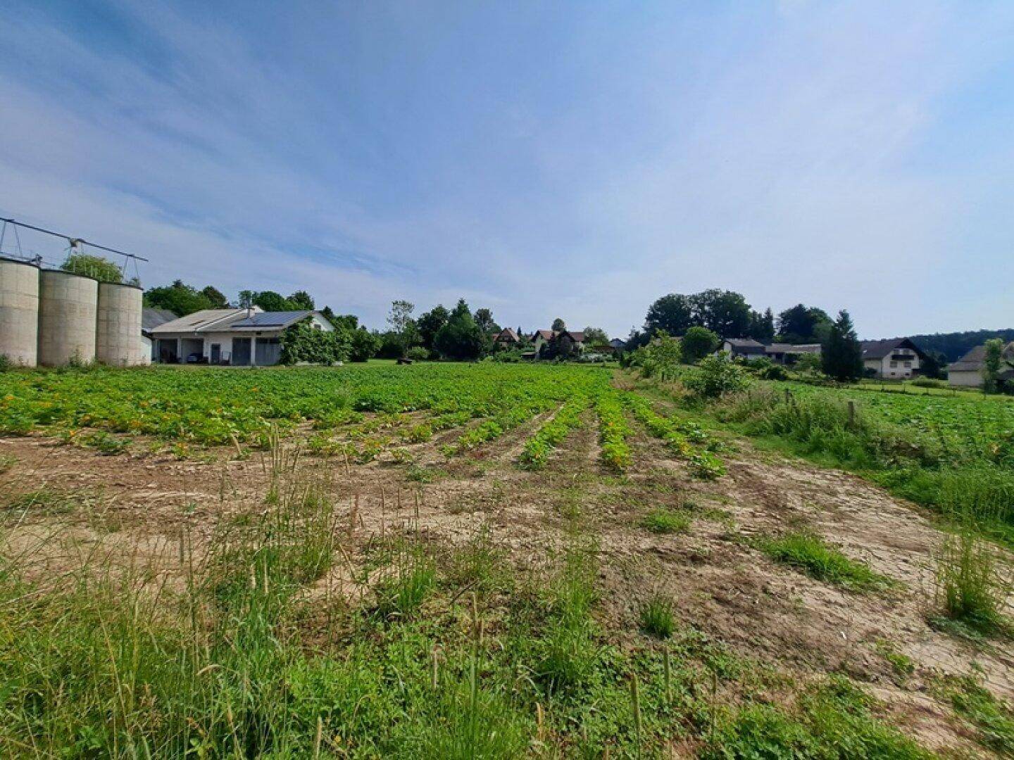 Weitläufiges Feld mit jungen Pflanzen und ländlicher Umgebung unter blauem Himmel.