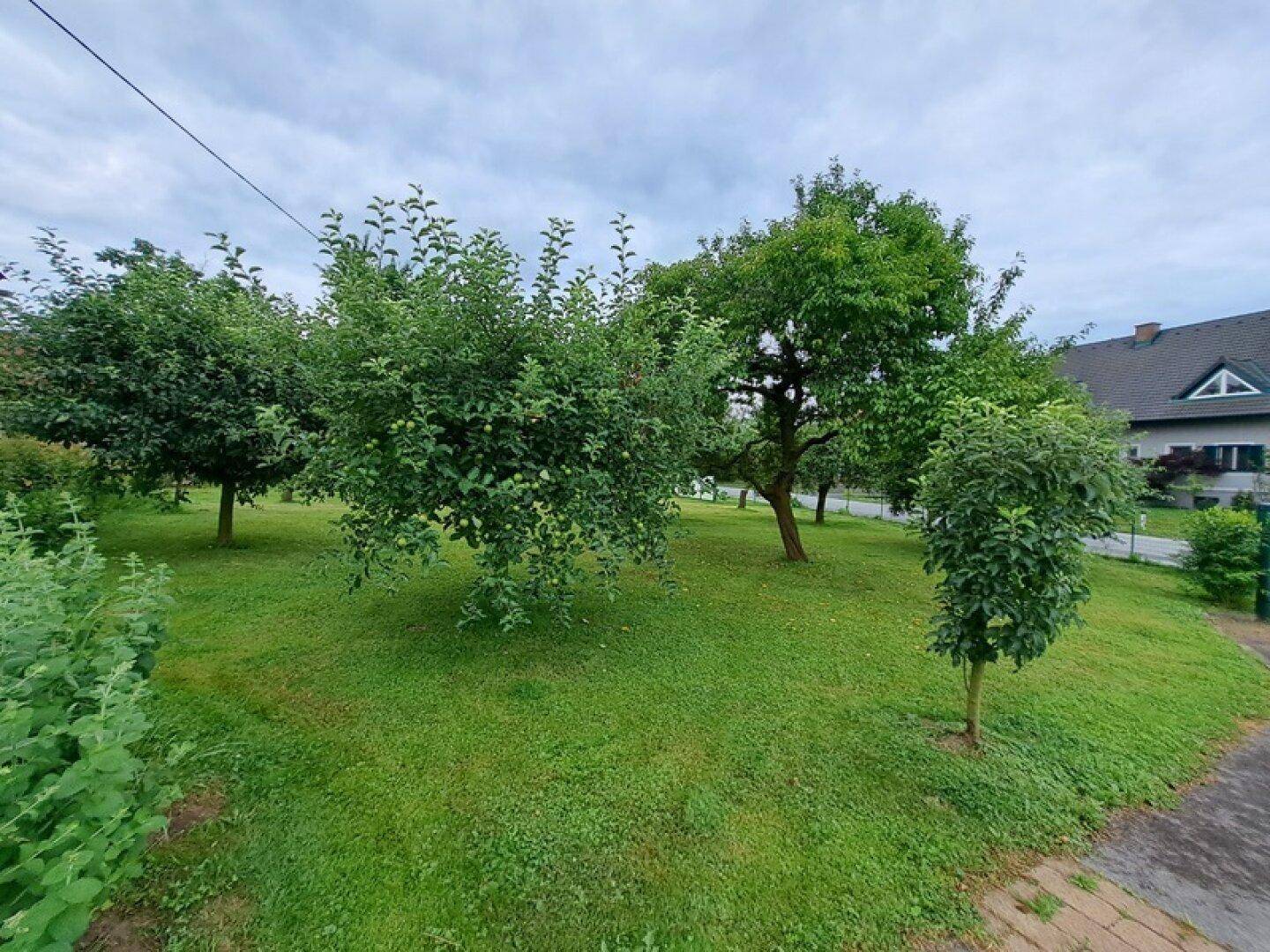 Grüner Gartenbereich mit mehreren Obstbäumen und gepflegtem Rasen.