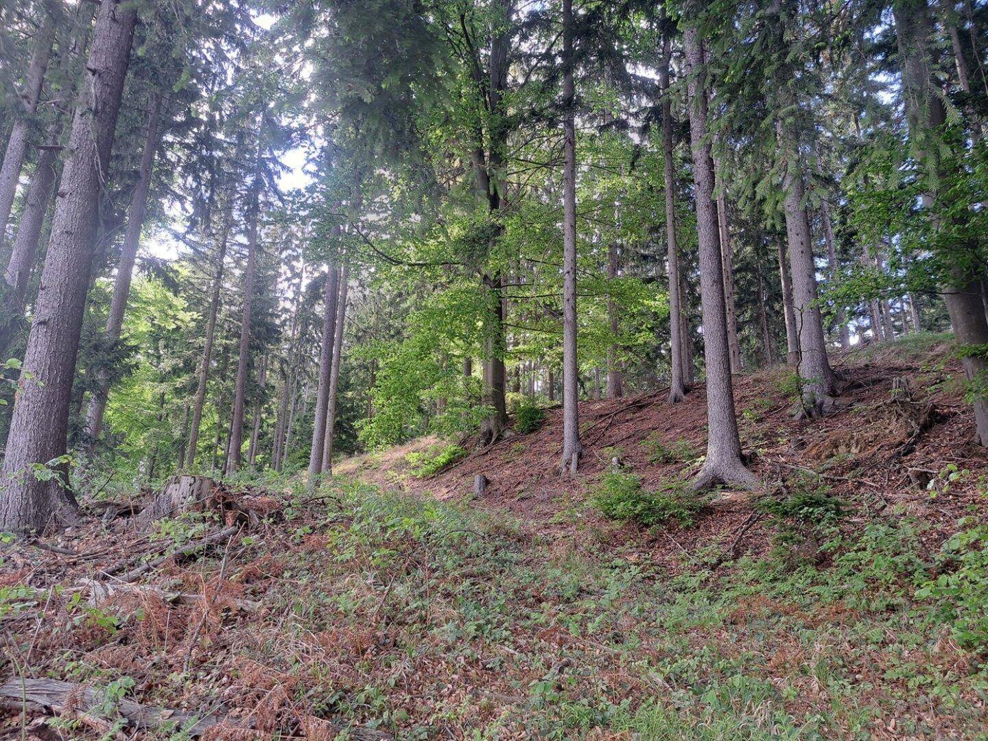 Waldboden mit hohen Bäumen und natürlicher Vegetation, die eine ruhige Atmosphäre schafft.