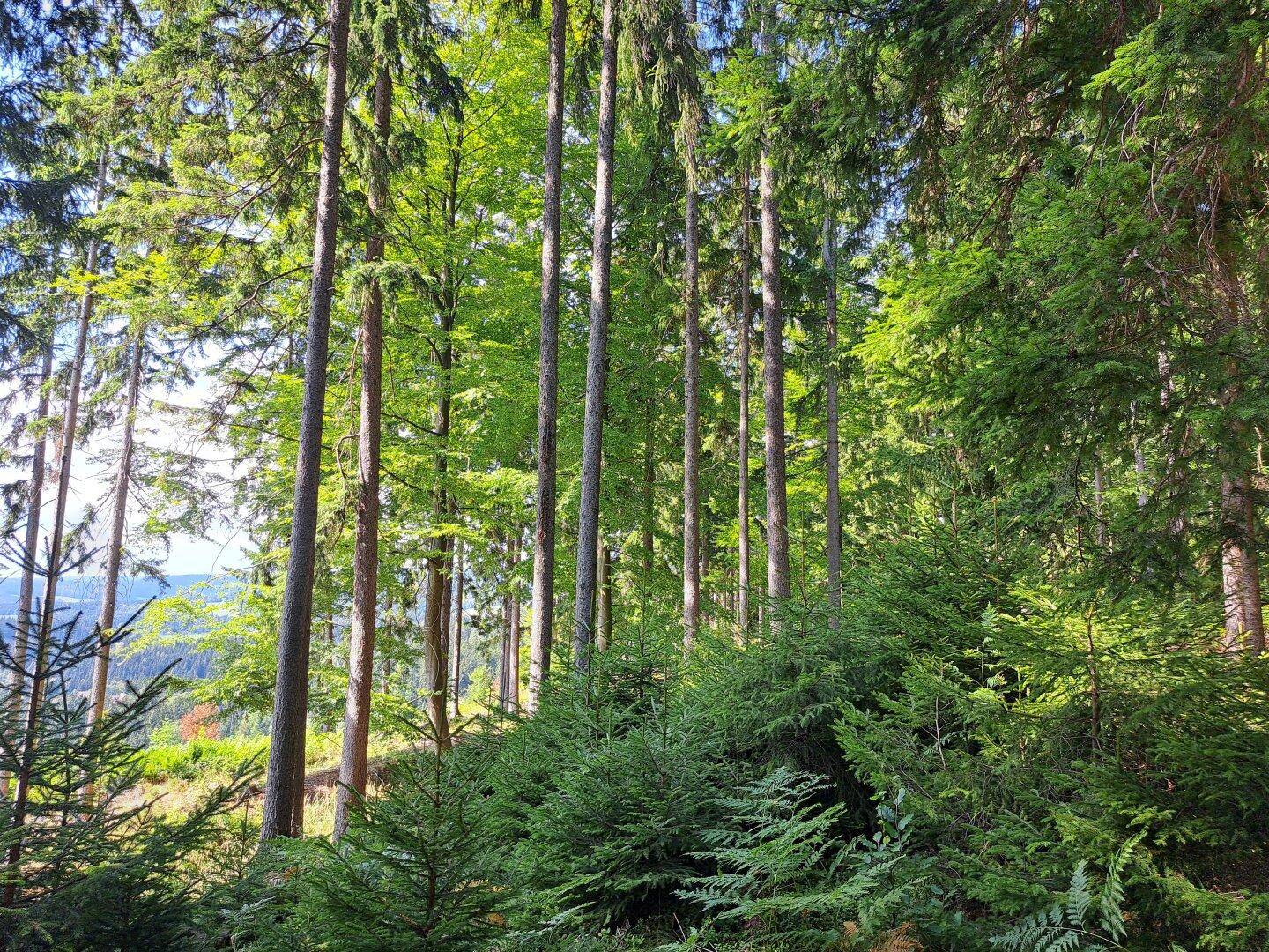 Dichter Wald mit hohen Bäumen und üppigem Unterholz, das Sonnenlicht filtert durch die Blätter.