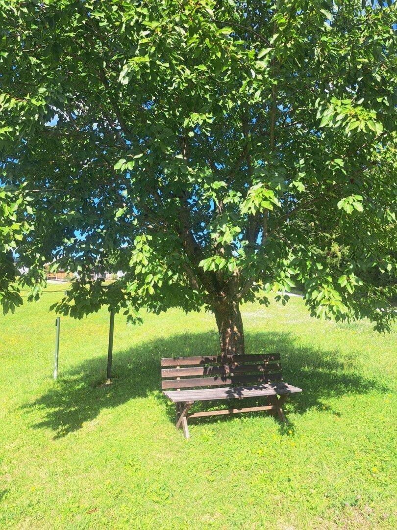Holzbank unter einem schattenspendenden Baum auf einer grünen Wiese, ideal zum Entspannen.