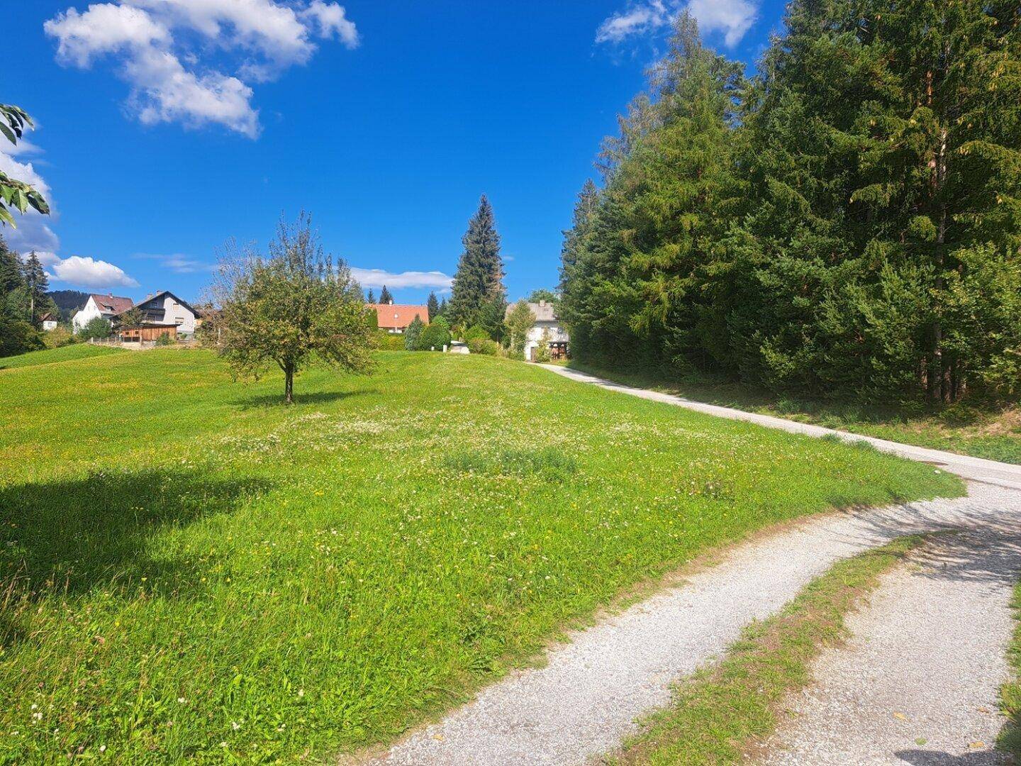 Weitläufige grüne Wiese mit einem Feldweg und Häusern in der Ferne, umgeben von Wald.
