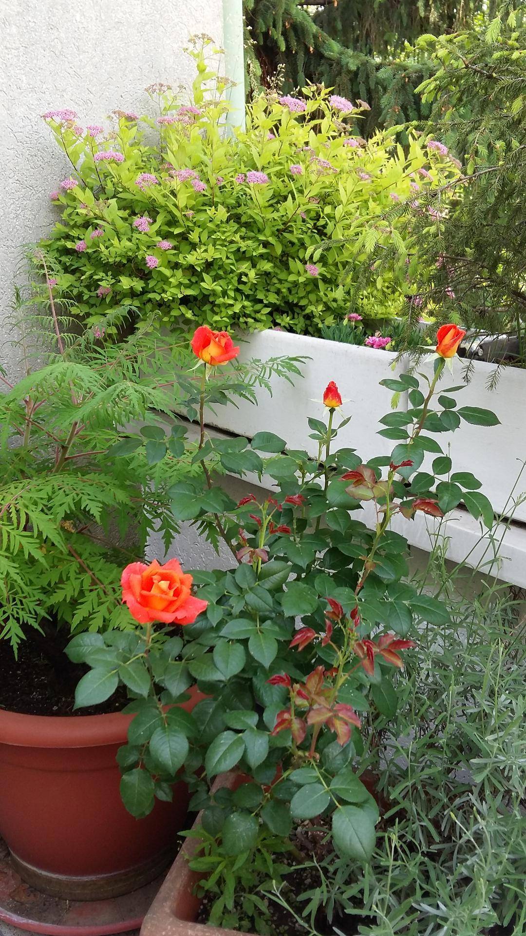 Blühende Rosen und Pflanzen in Töpfen auf einem Balkon mit grüner Umgebung.
