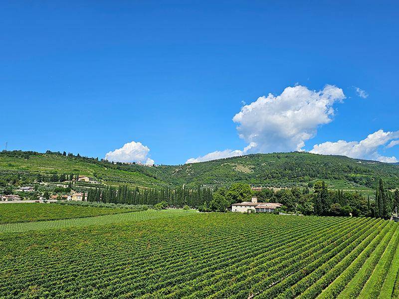 Ausblick in die Weinberge