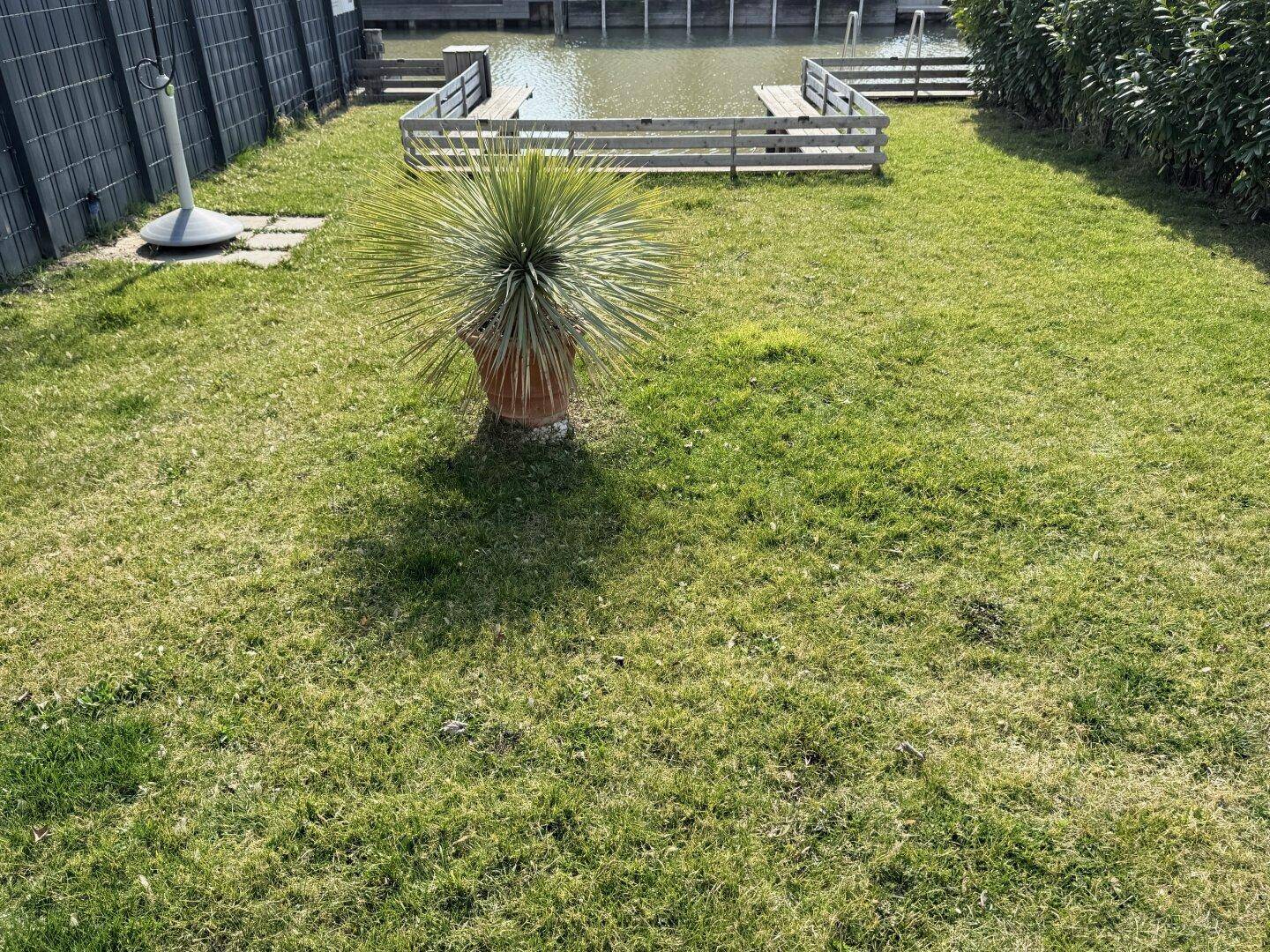 Grüner Rasenbereich mit einer Yucca-Pflanze und Blick auf einen Wasserzugang.