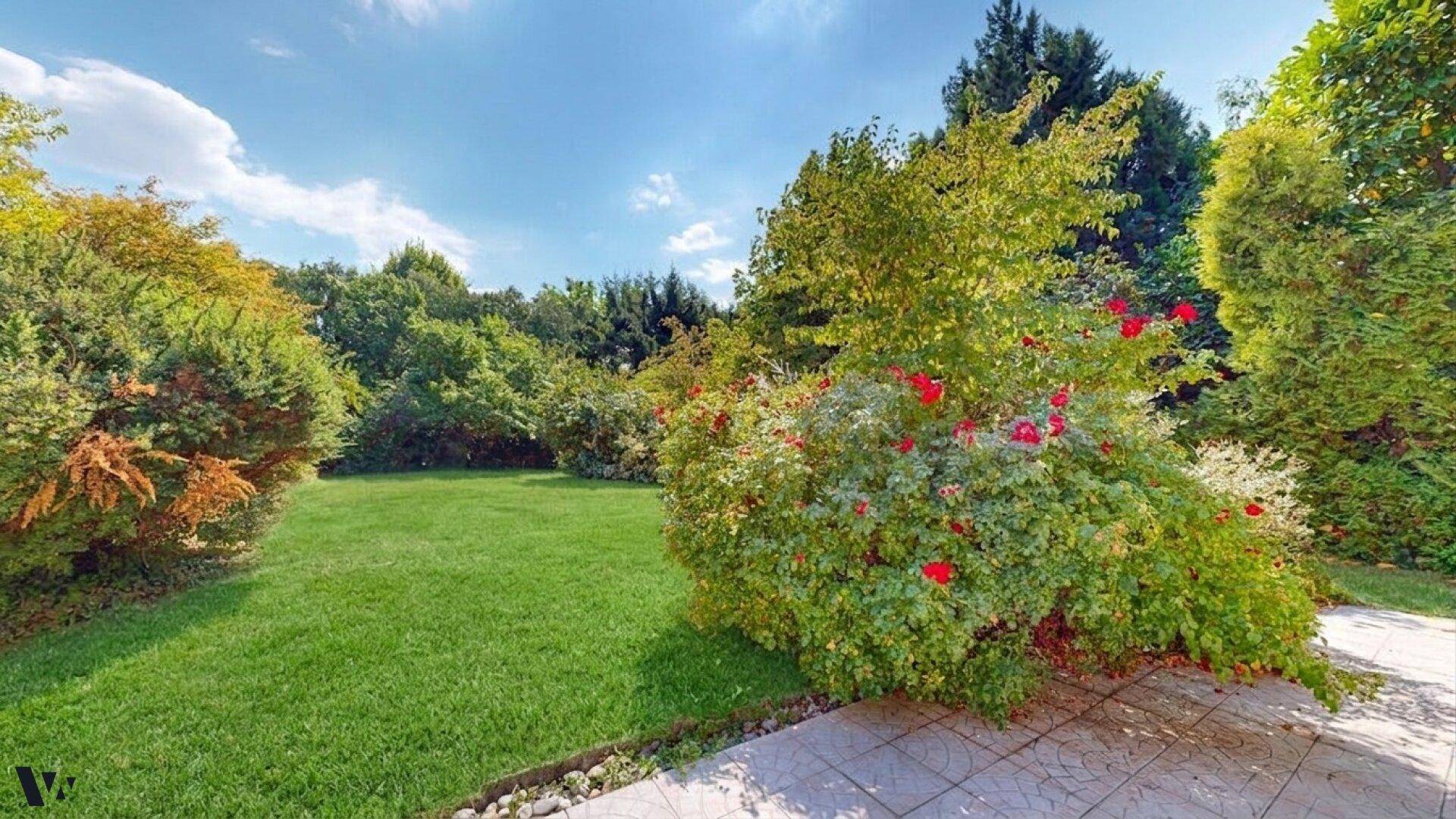 Sonniger Gartenbereich mit grünem Rasen, blühenden Rosensträuchern und hohen Bäumen im Hintergrund.