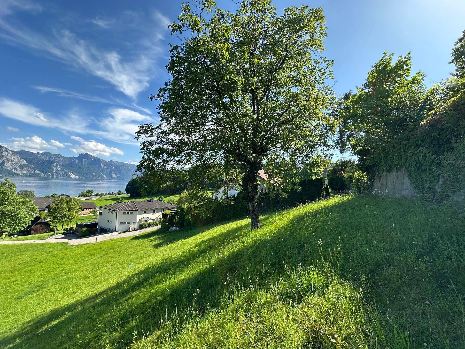 Grüner Hang mit einem einzelnen Baum und einem malerischen Blick auf den See und die umliegende Bebauung.