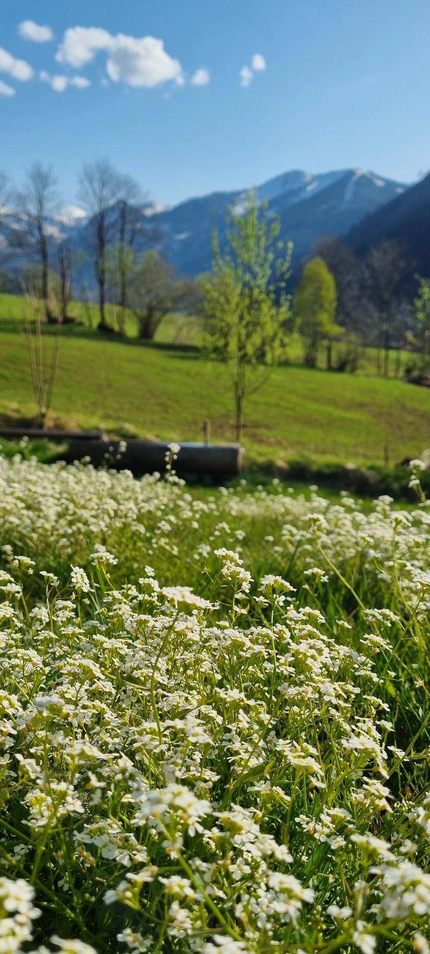 Blumenwiese im Frühling