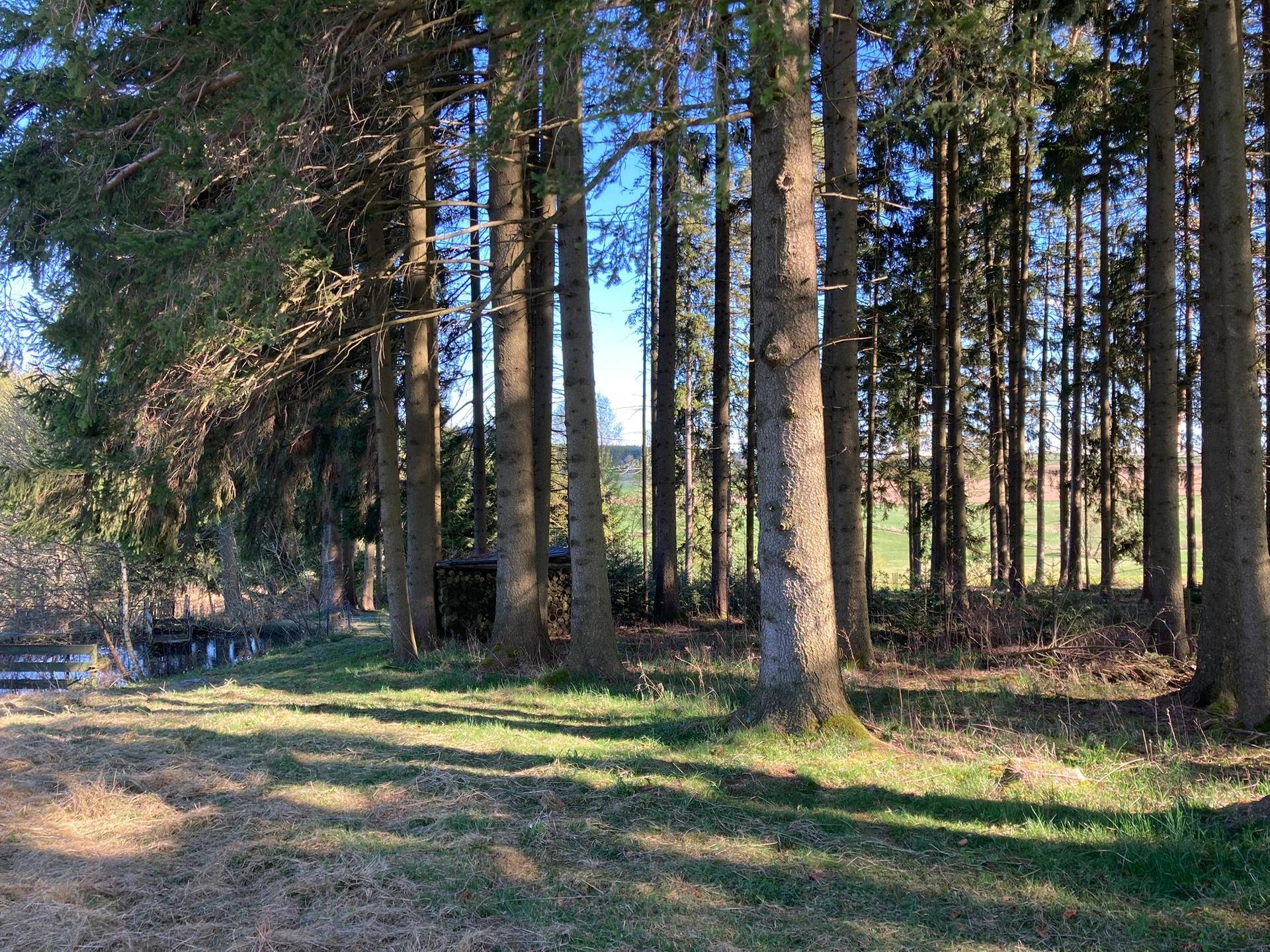 Wald