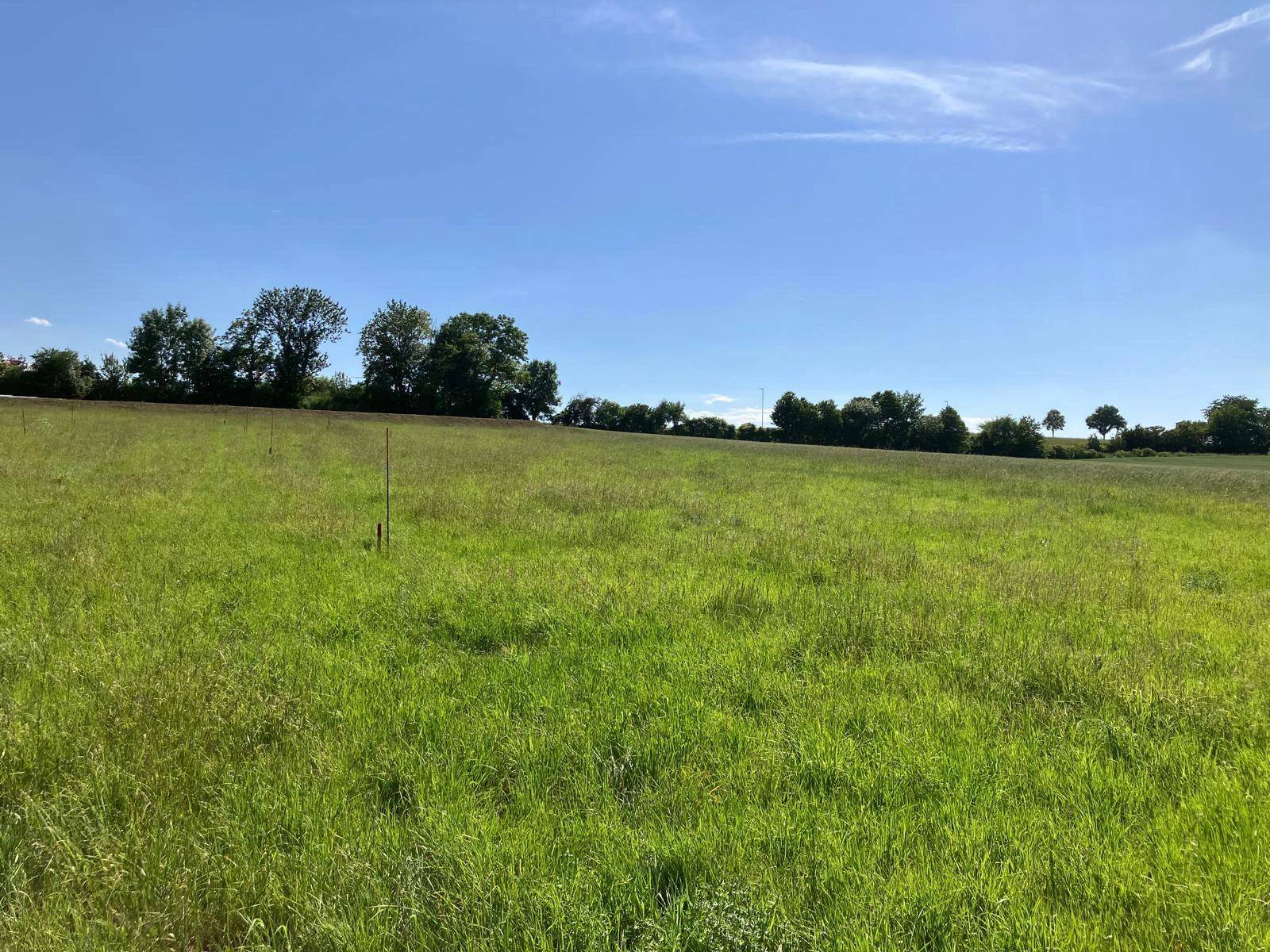 Weites grünes Feld mit einer Baumreihe am Horizont unter einem klaren blauen Himmel.