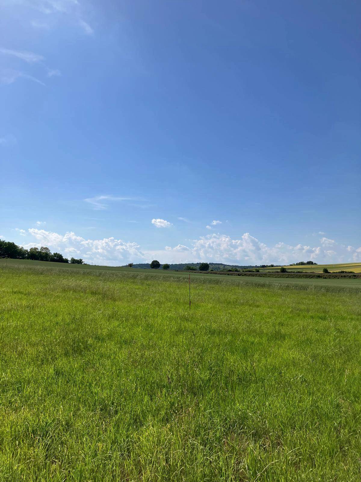 Weitläufiges grünes Feld unter einem strahlend blauen Himmel mit wenigen Wolken.