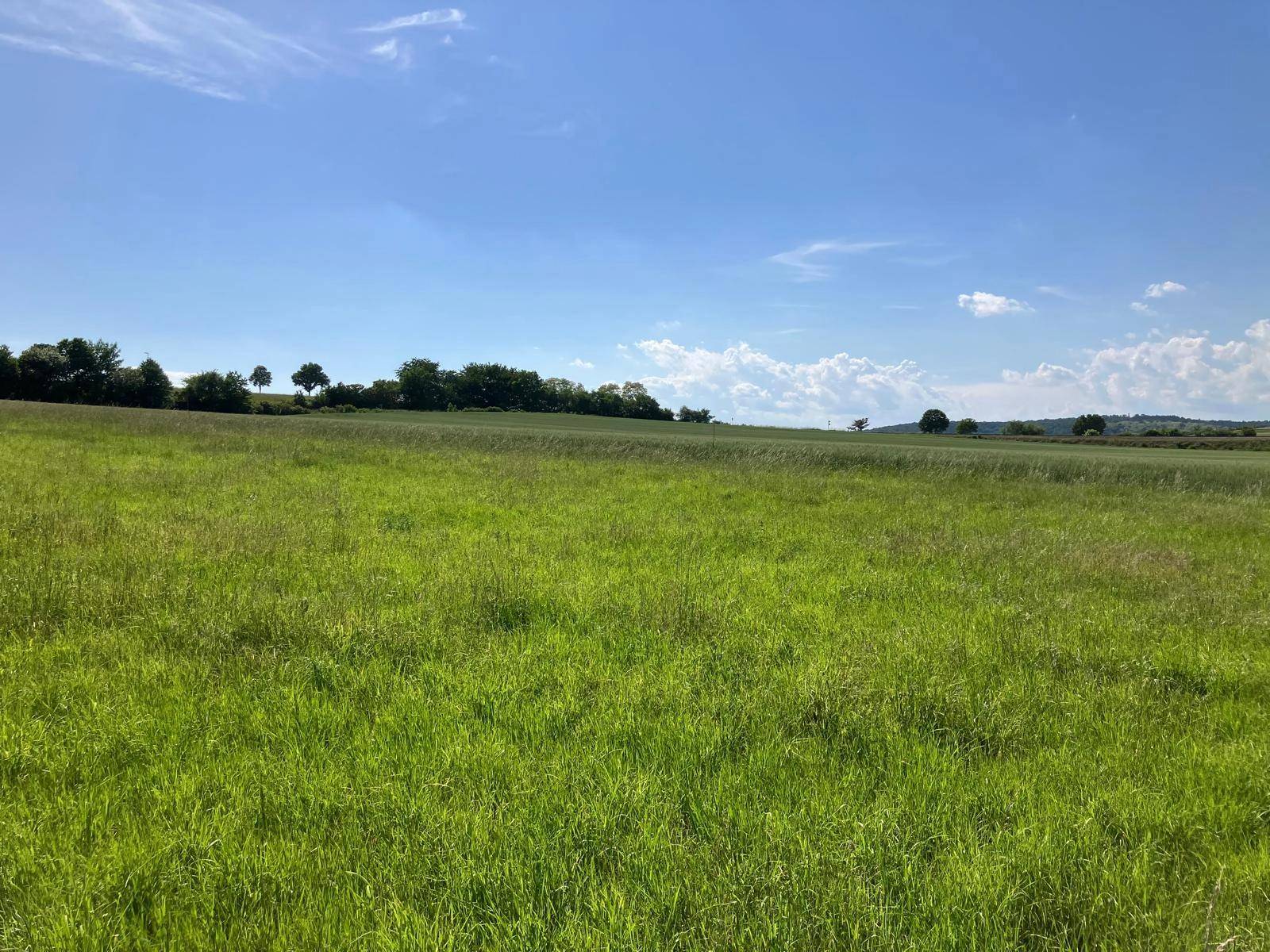 Weitläufiges grünes Feld unter einem strahlend blauen Himmel mit wenigen Wolken.