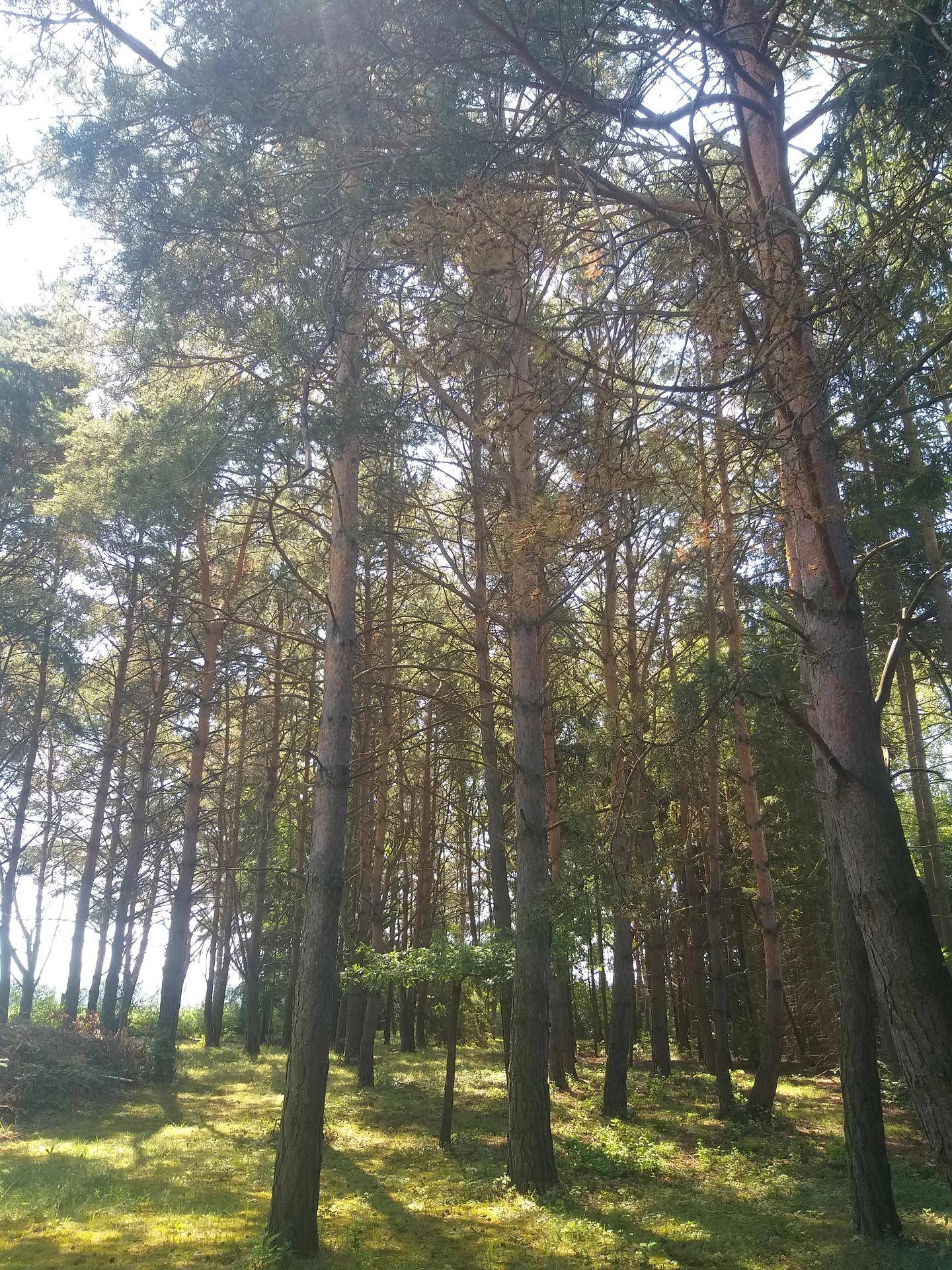 Wald