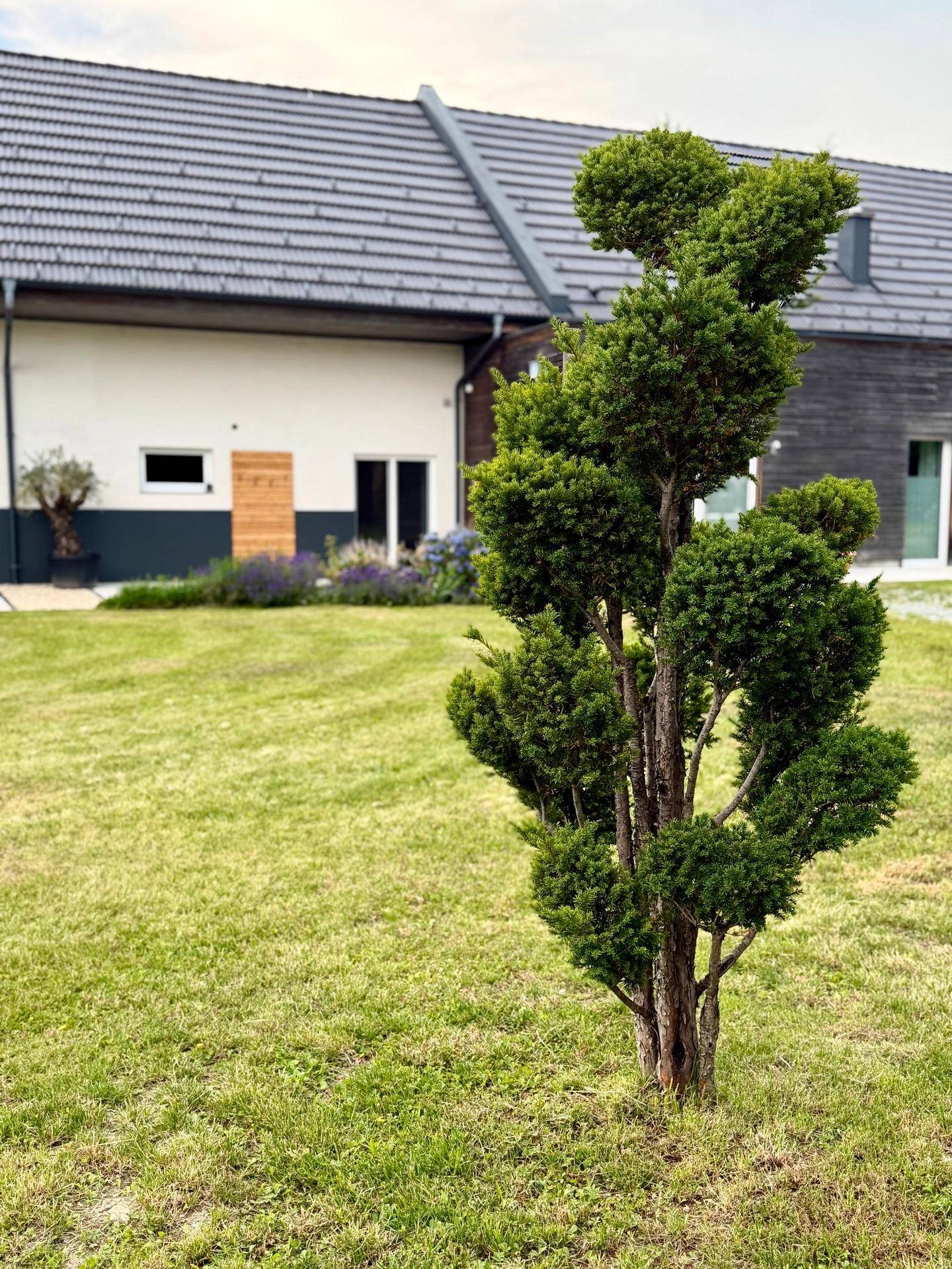 Gepflegter Rasenbereich mit einem Zierbaum vor der modernen Hausfassade und dunklem Dach.