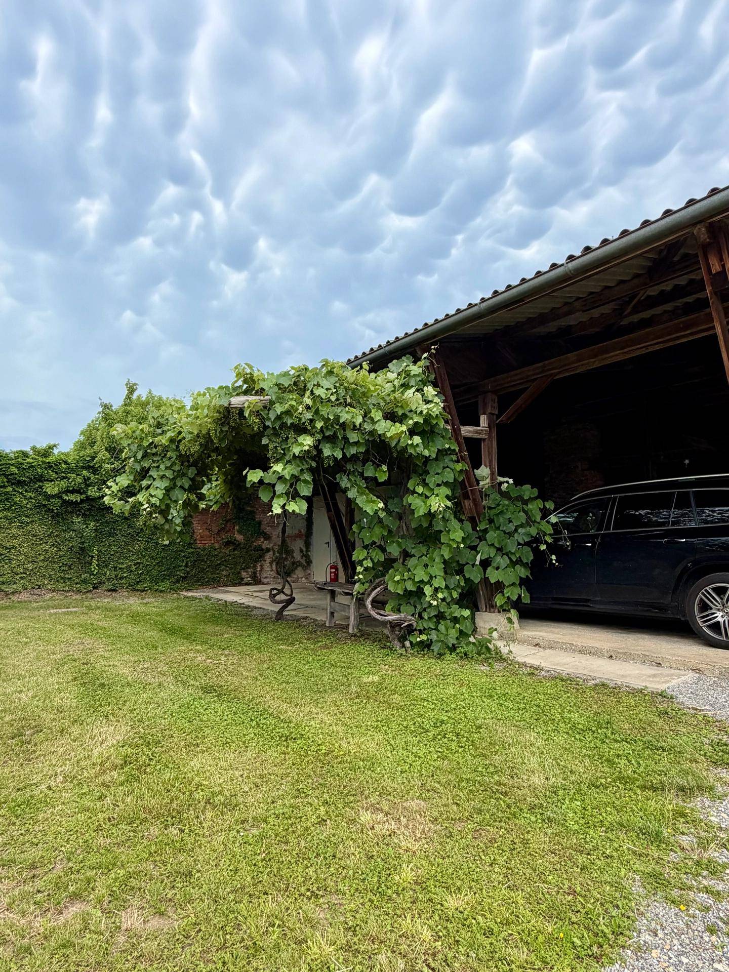 Grüner Rasenbereich neben einem überdachten Unterstand, der von Weinreben bewachsen ist.