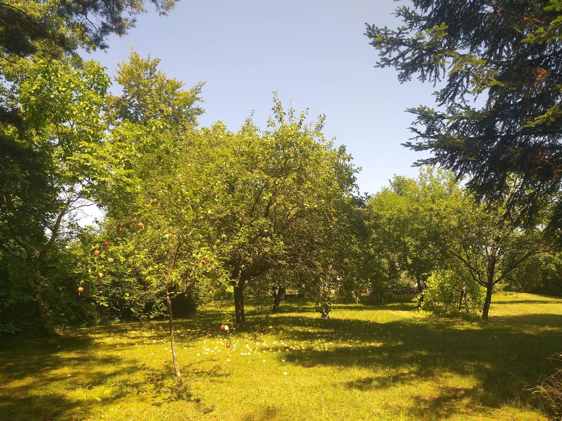 Obstbäume