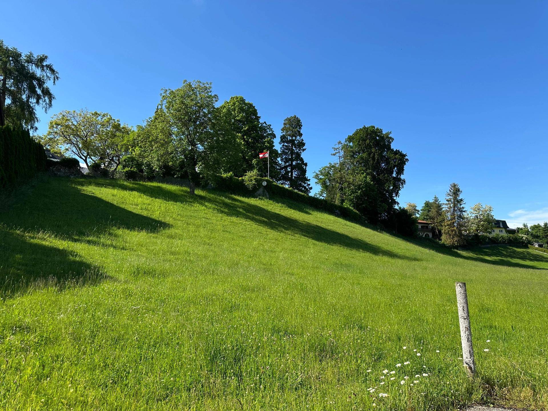 Sonniger grüner Hang mit Bäumen und einem klaren blauen Himmel, ideal für Naturerlebnisse.