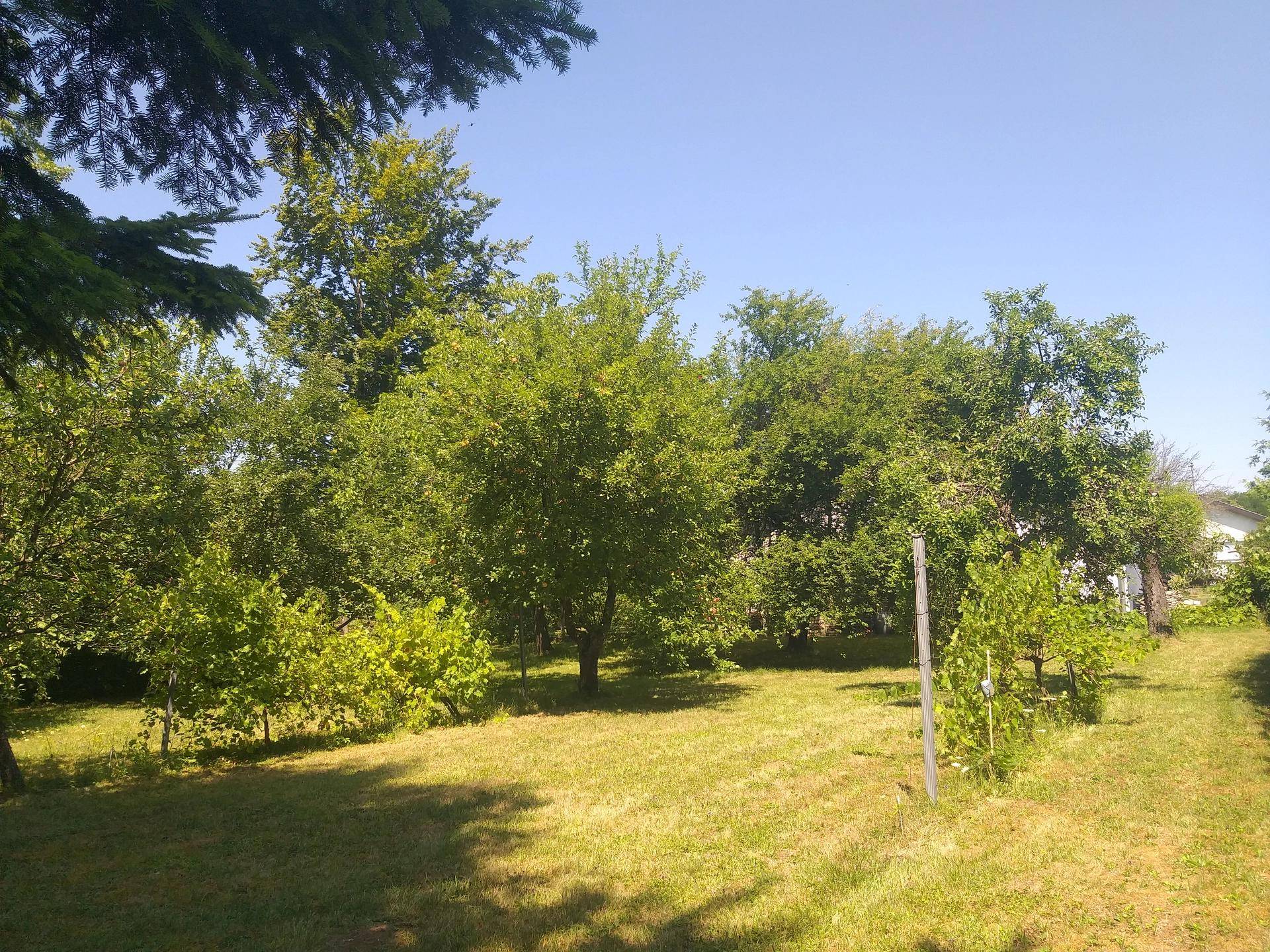 Garten mit Weinstöcken