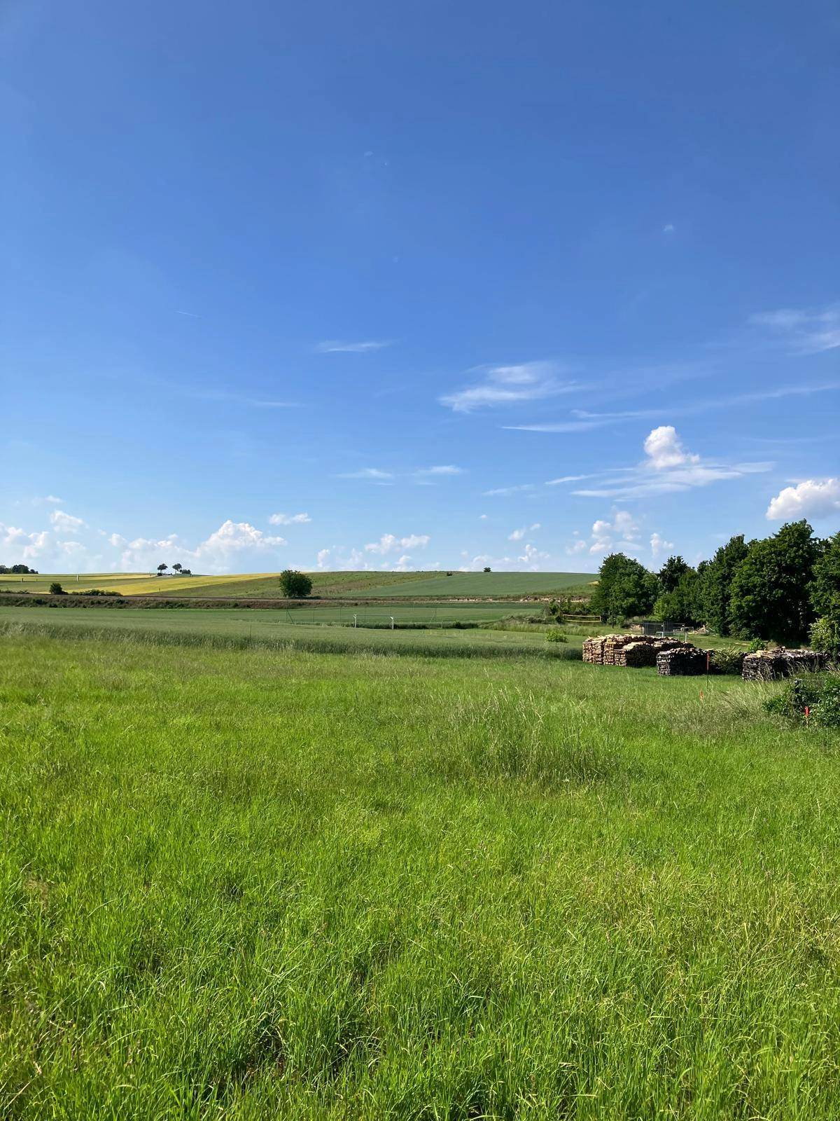 Grüne Wiese mit Holzstapeln, gelben Feldern und bewaldeten Hügeln unter blauem Himmel.