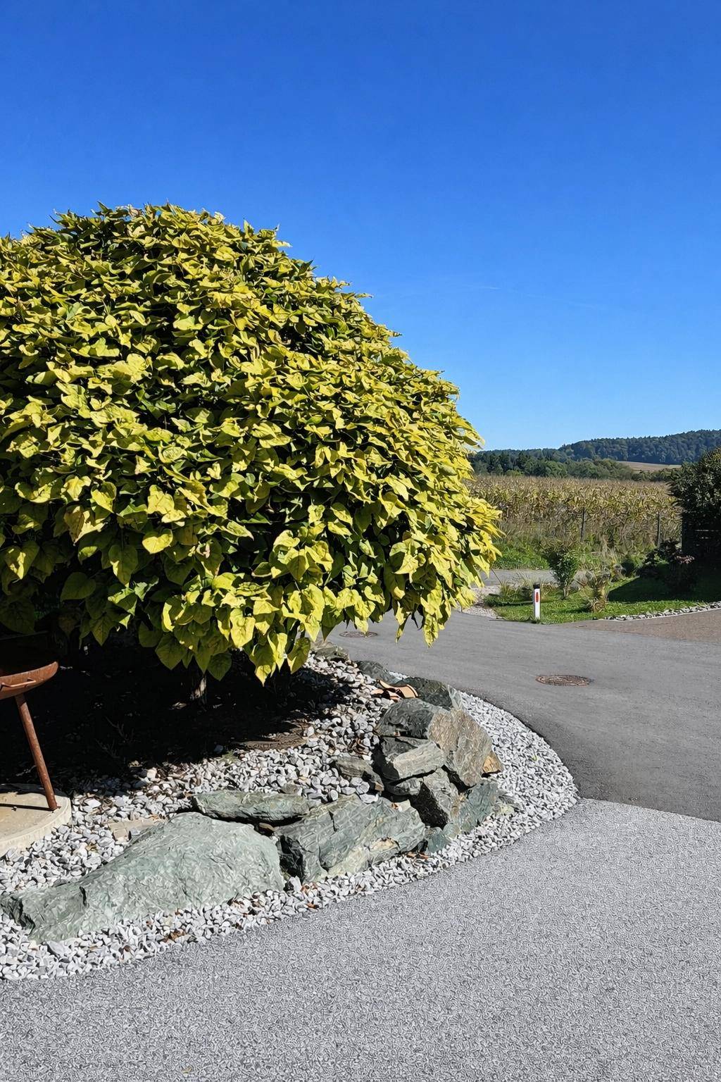 Großer Baum am Straßenrand mit Blick auf die umliegende Landschaft und Weinberge.