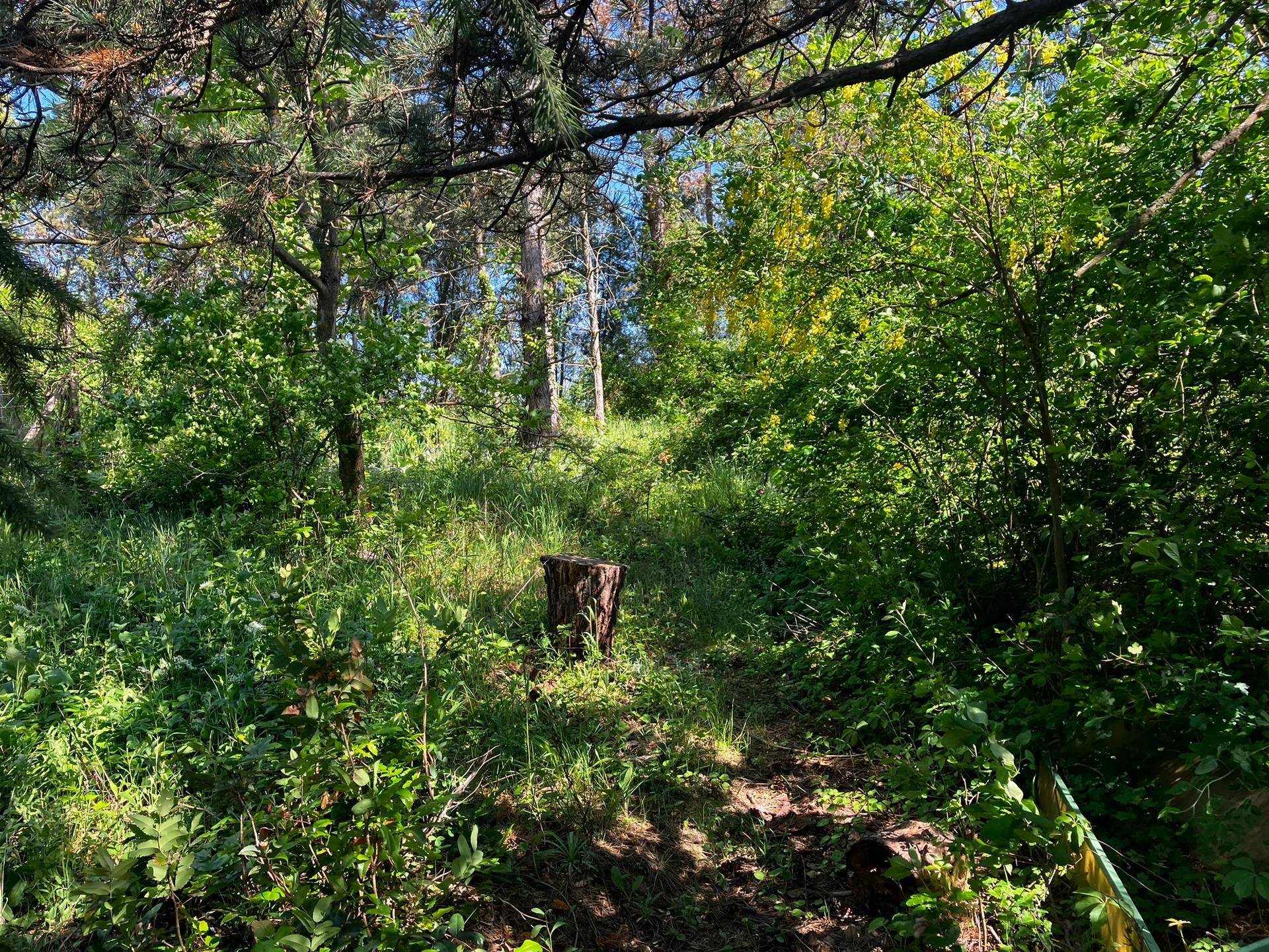 19Wald.JPEG