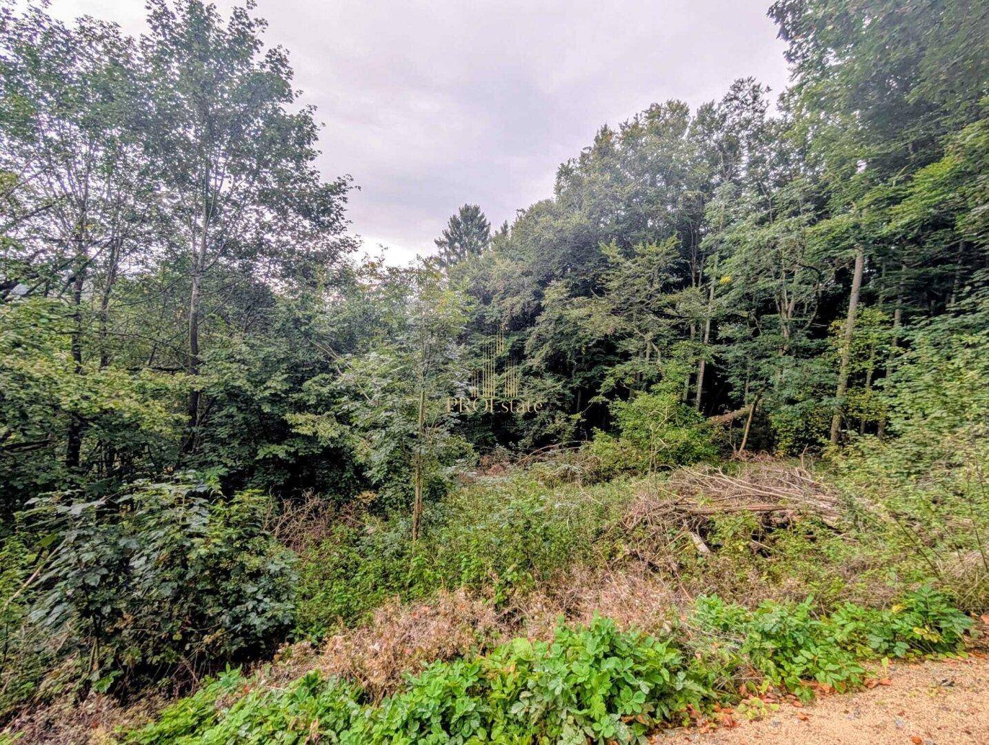 Dichter Wald und üppige Vegetation prägen die natürliche Umgebung des Grundstücks.