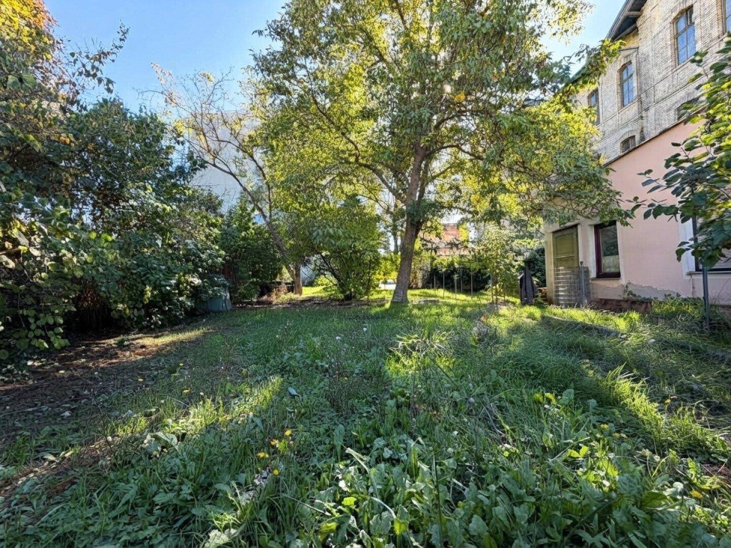 Weitläufiger, sonniger Garten mit altem Baum und üppiger Vegetation, ideal zum Entspannen.
