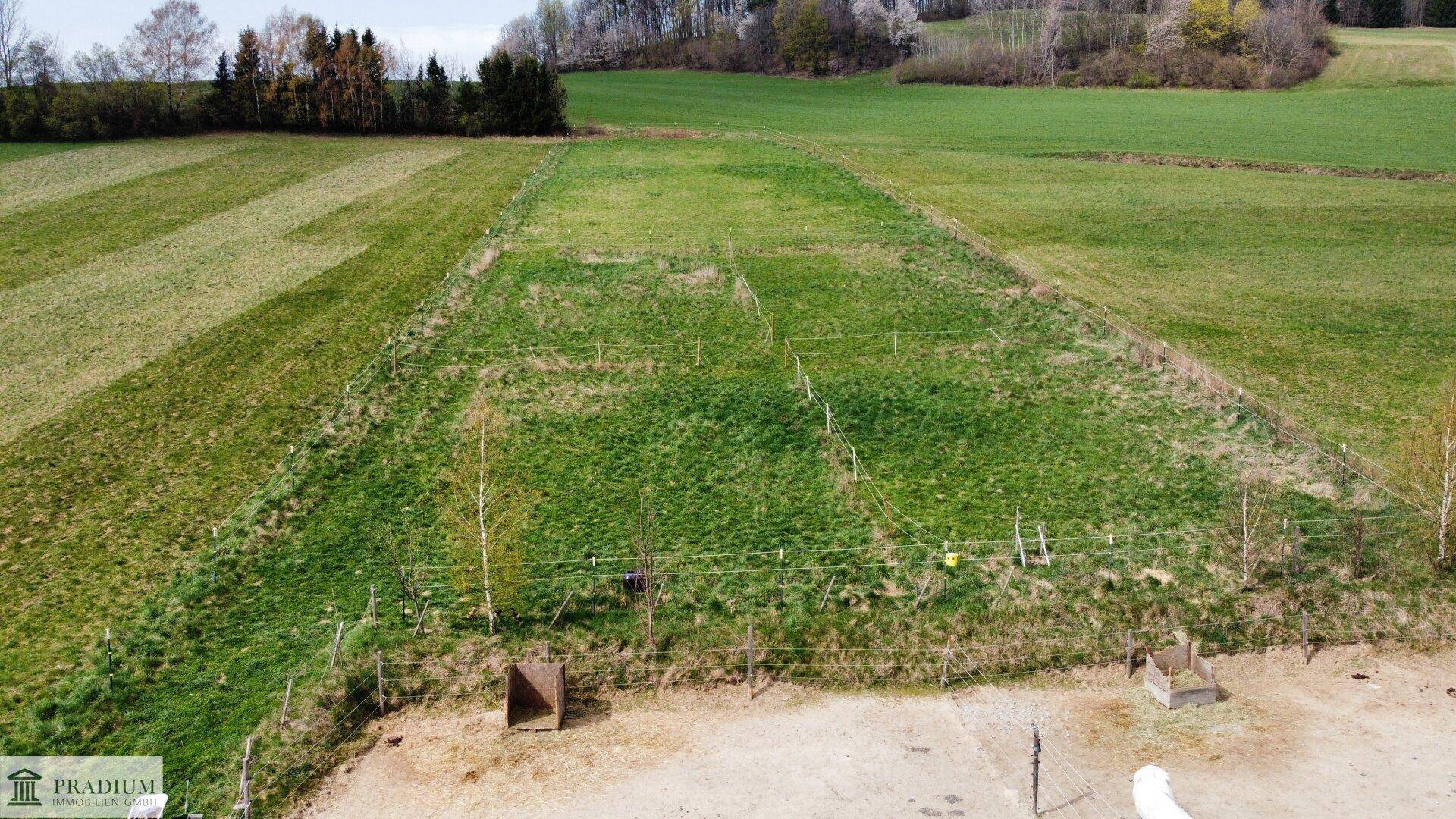 Weitläufige grüne Weideflächen mit Zäunen, umgeben von Wald und ländlicher Natur.