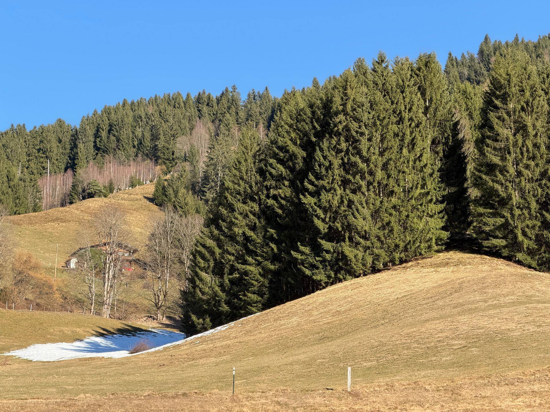 Dichter Nadelwald bedeckt einen sanften Hügel, daneben eine Wiese mit Schneeresten unter blauem Himmel.