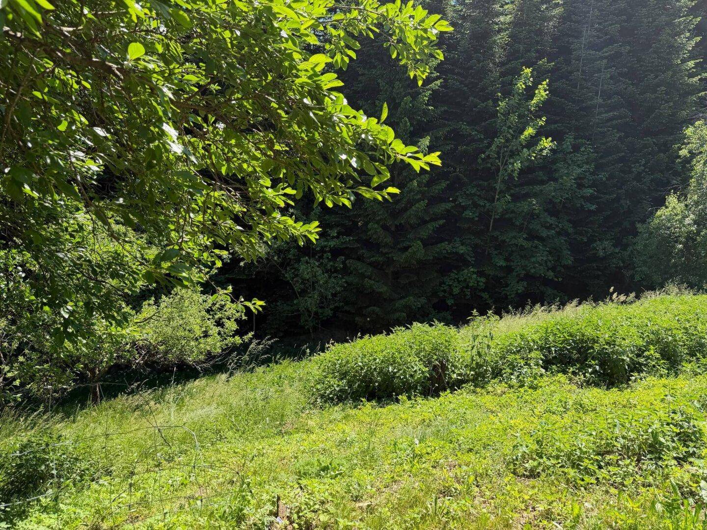 Dichte grüne Vegetation auf einem Hügel mit vielen Bäumen und Sträuchern.