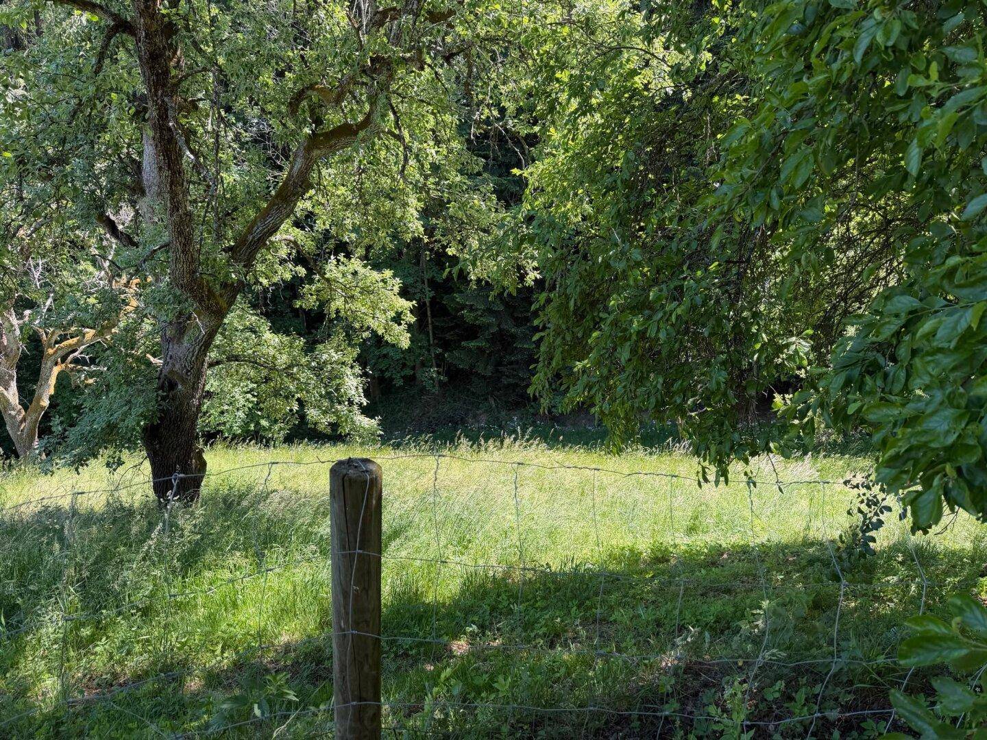 Grüne Wiese mit Bäumen und einem einfachen Zaun im ländlichen Umfeld.