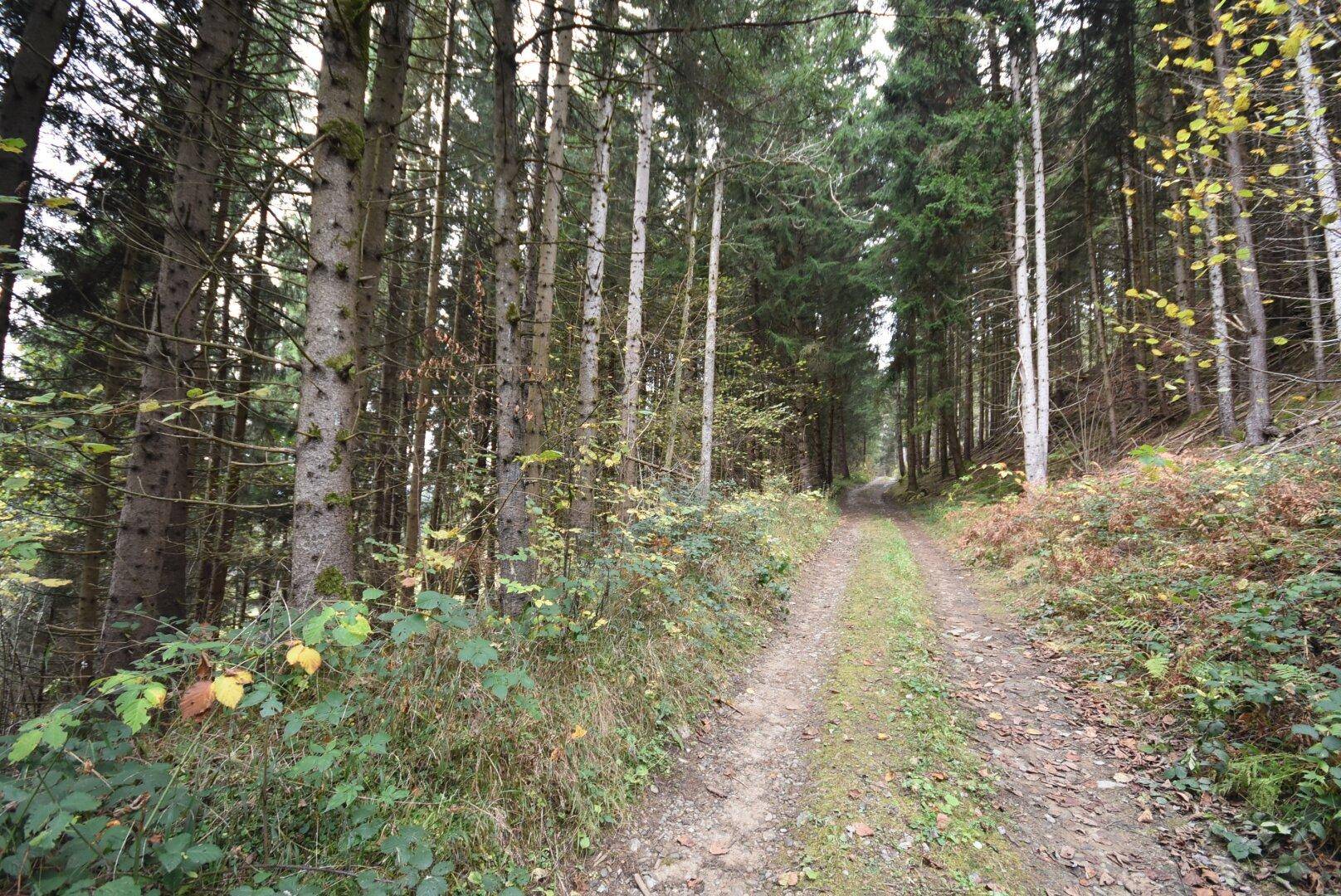 Forstflächen, gut erschlossen