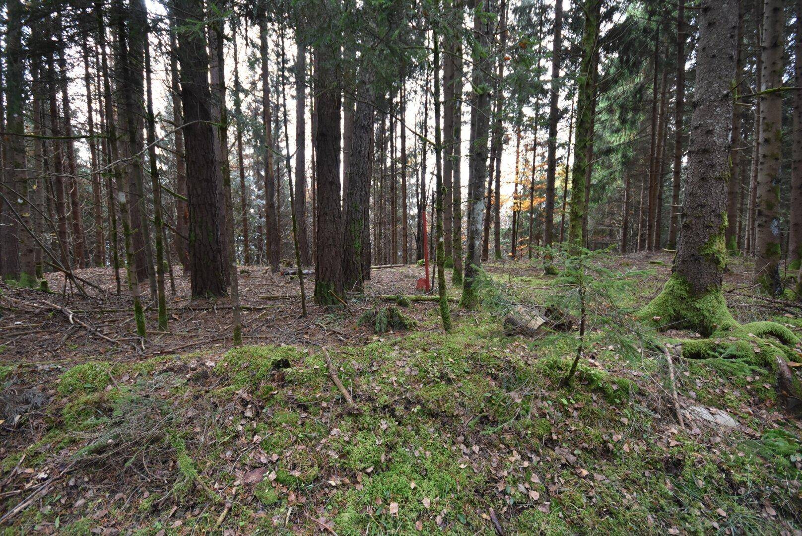 Teilansicht Waldfläche