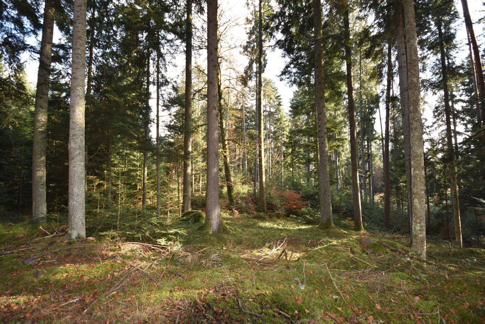 Teilansicht Waldfläche