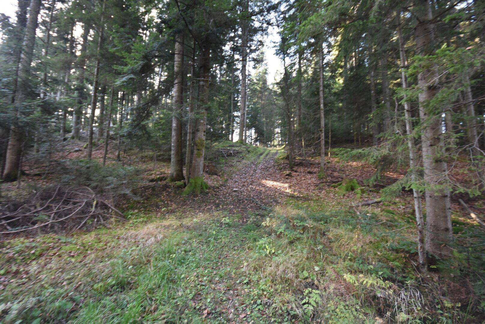 Teilansicht Waldfläche