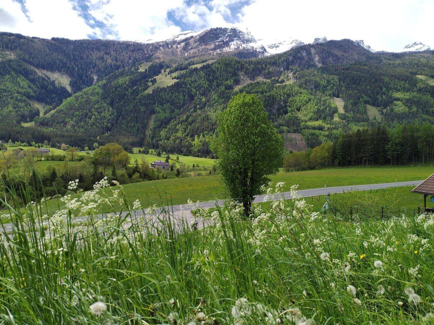 Weitläufige grüne Landschaft mit blühenden Wiesen, einem Baum und schneebedeckten Bergen im Hintergrund.
