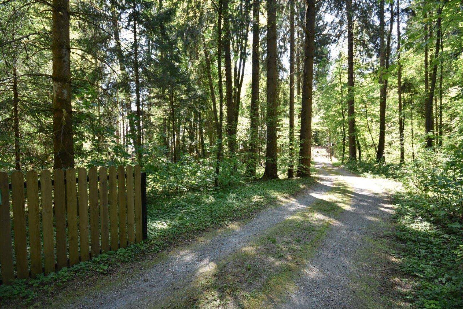 Ein unbefestigter Weg führt durch einen dichten Wald, begrenzt von einem rustikalen Holzzaun.