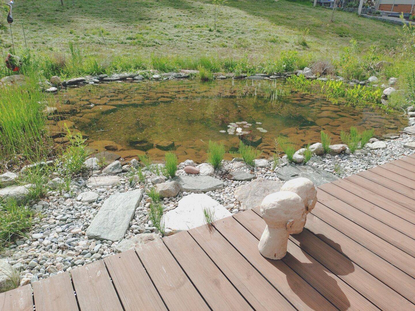 Detailansicht des Naturteichs mit Holzdeck und Steinen im Gartenbereich.