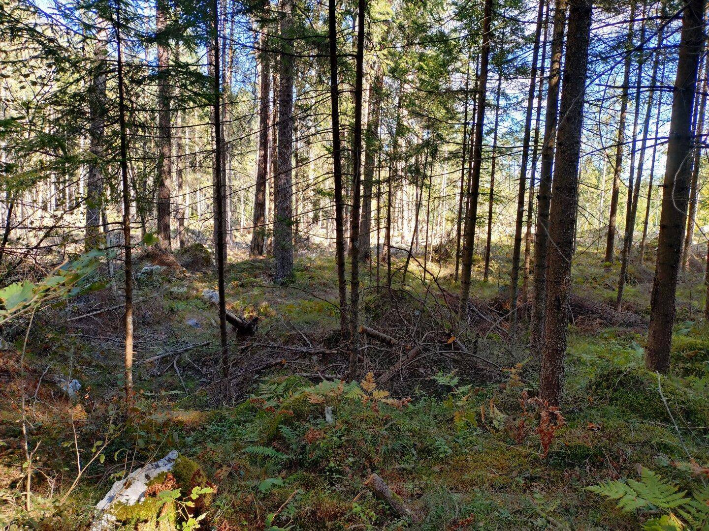 Sonnenlicht fällt durch die Bäume in einen moosbewachsenen Wald mit Farnen und Unterholz.